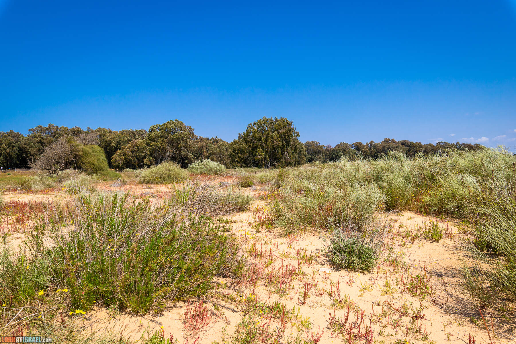 Прогулки с хвостом - пески Пальмахим и Наби Рубин