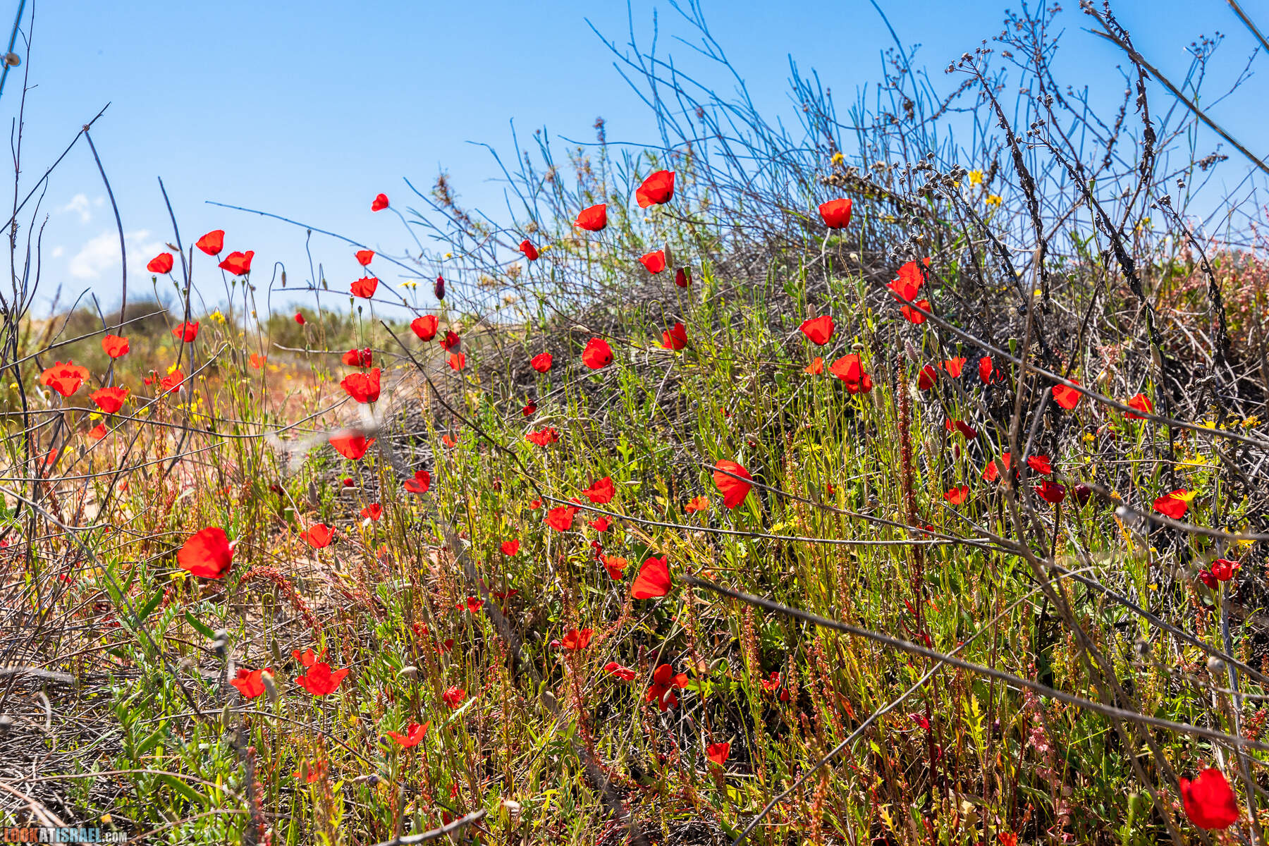 Прогулки с хвостом - пески Пальмахим и Наби Рубин