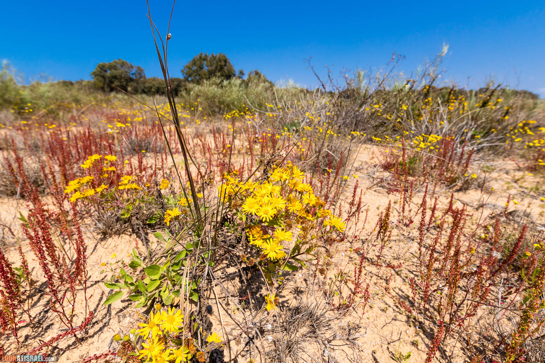 Прогулки с хвостом - пески Пальмахим и Наби Рубин
