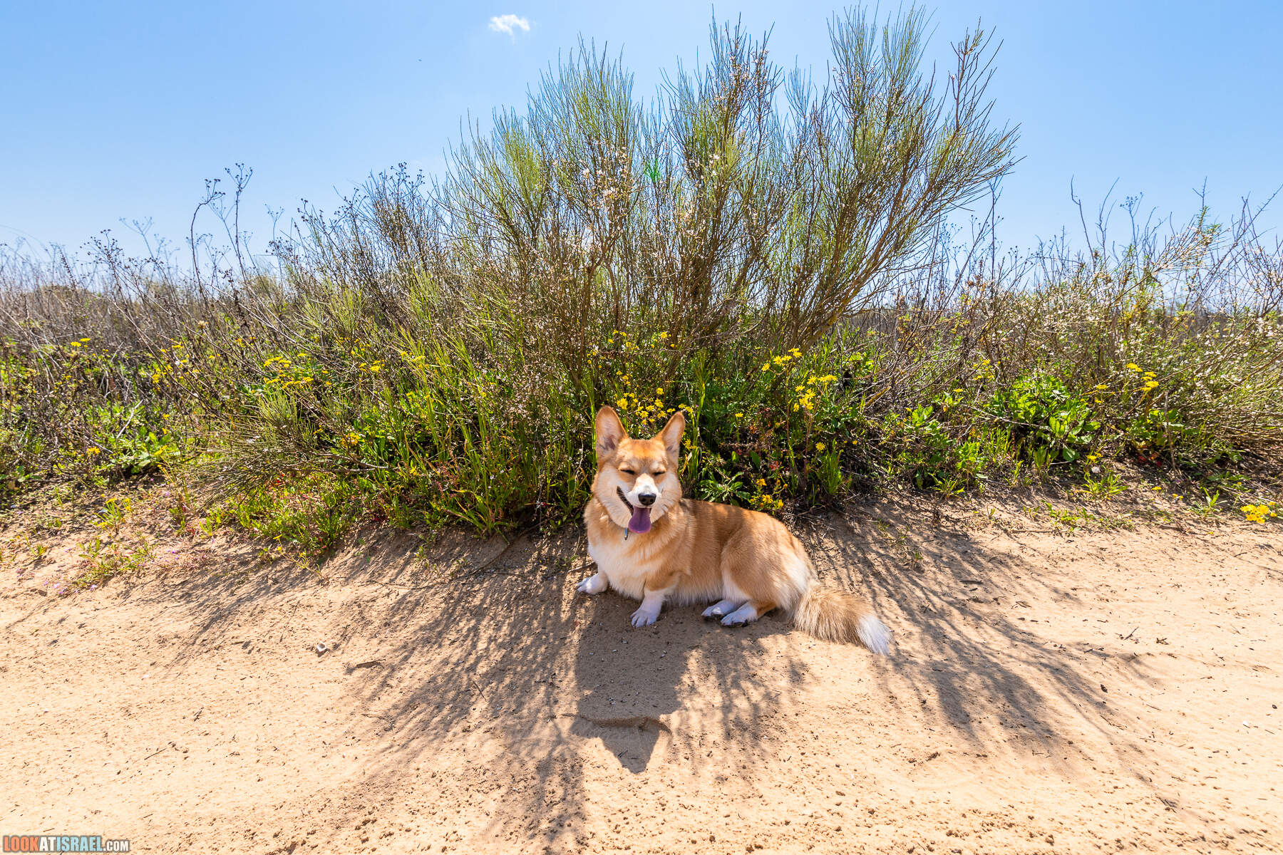 Прогулки с хвостом - пески Пальмахим и Наби Рубин