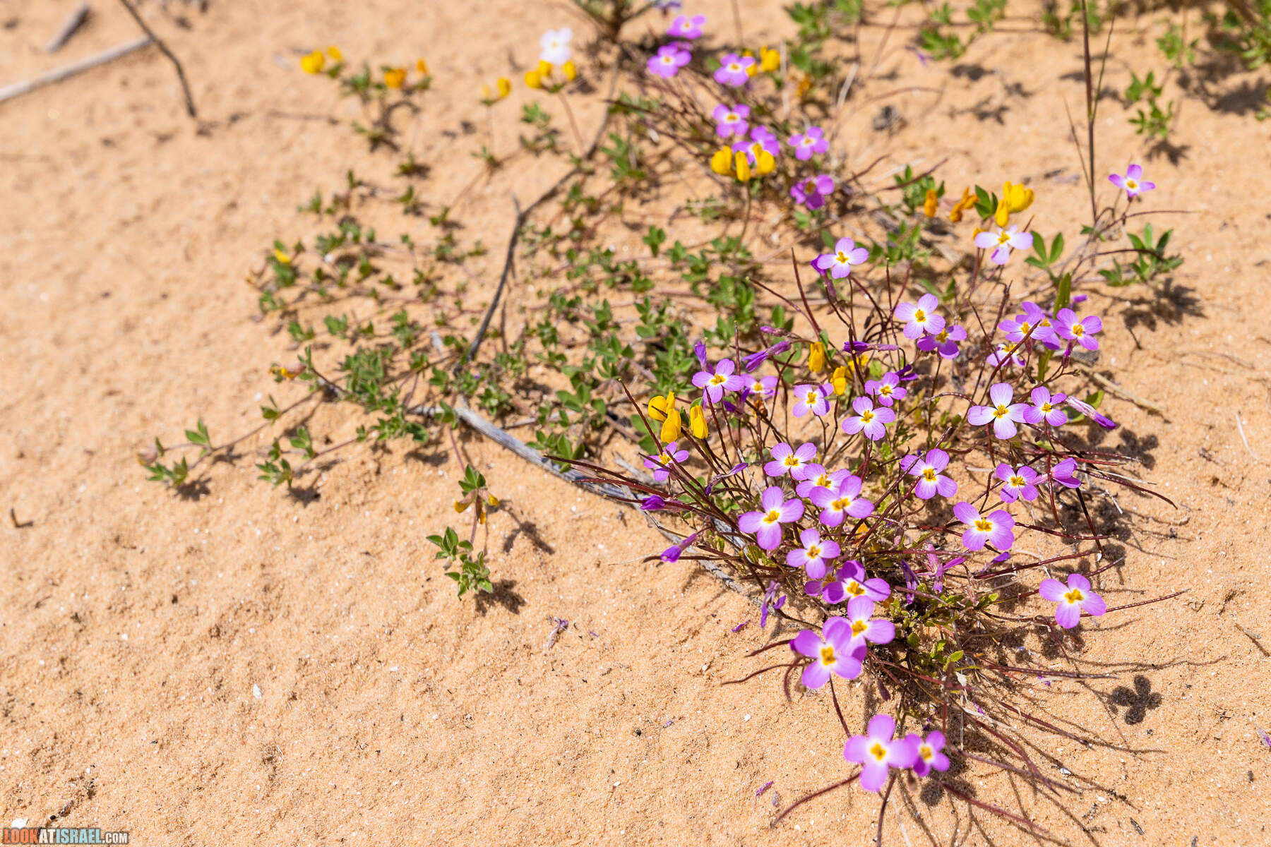 Прогулки с хвостом - пески Пальмахим и Наби Рубин