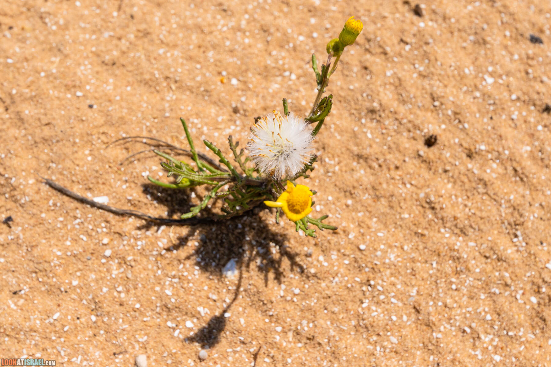 Прогулки с хвостом - пески Пальмахим и Наби Рубин