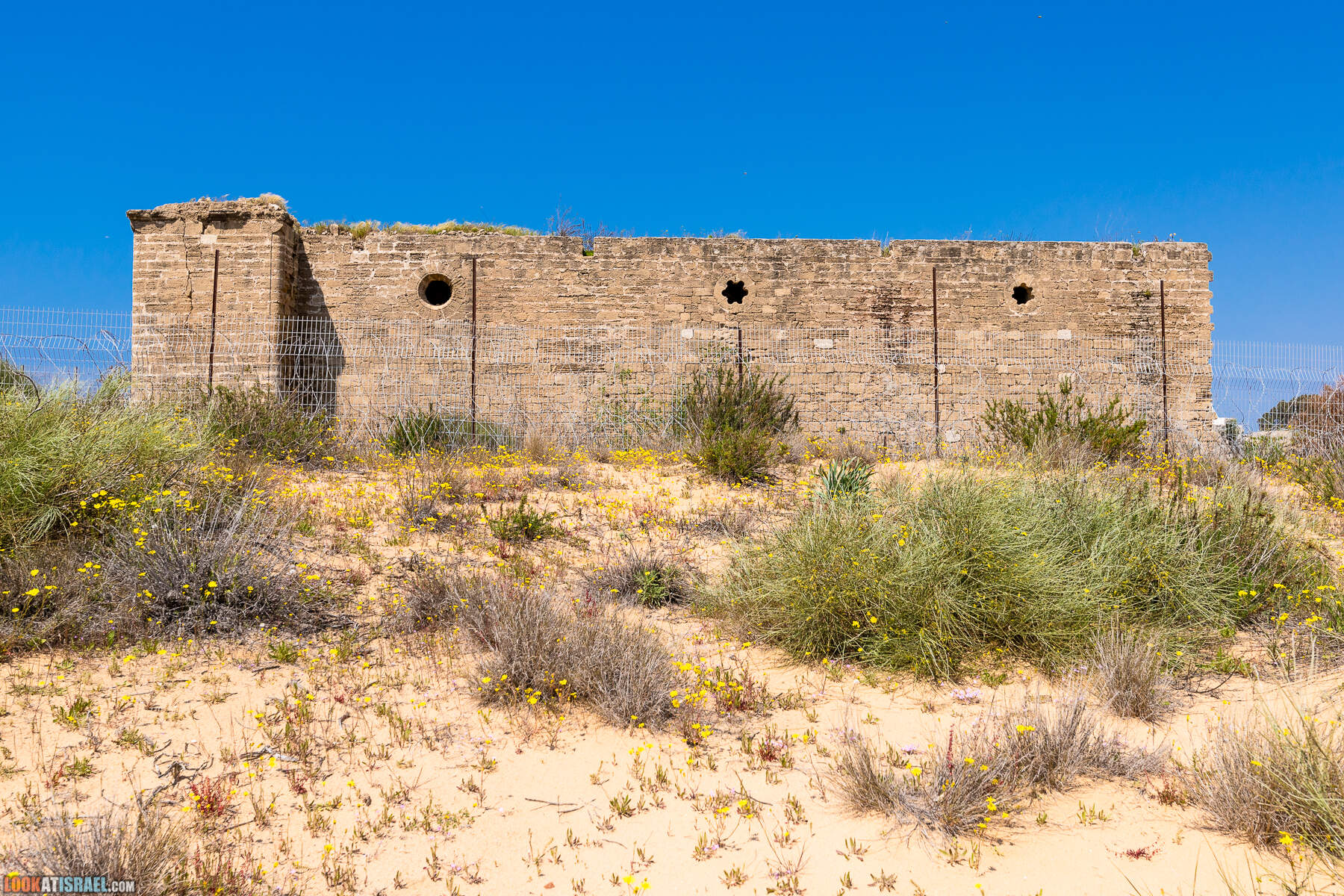 Прогулки с хвостом - пески Пальмахим и Наби Рубин