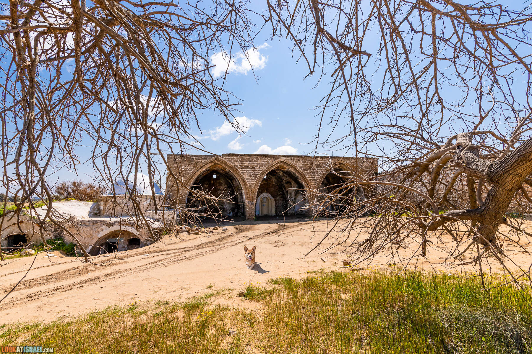 Прогулки с хвостом - пески Пальмахим и Наби Рубин