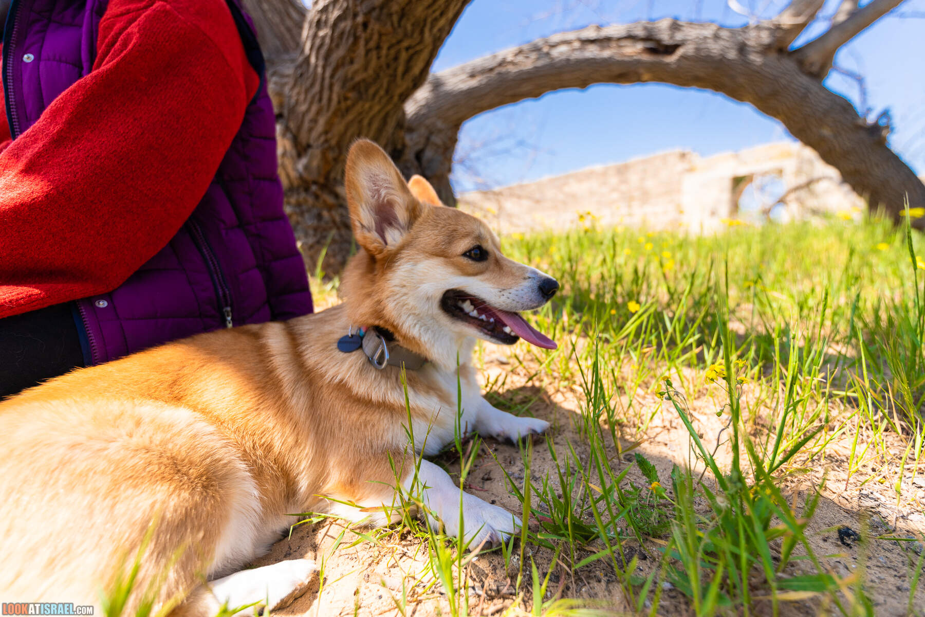 Прогулки с хвостом - пески Пальмахим и Наби Рубин