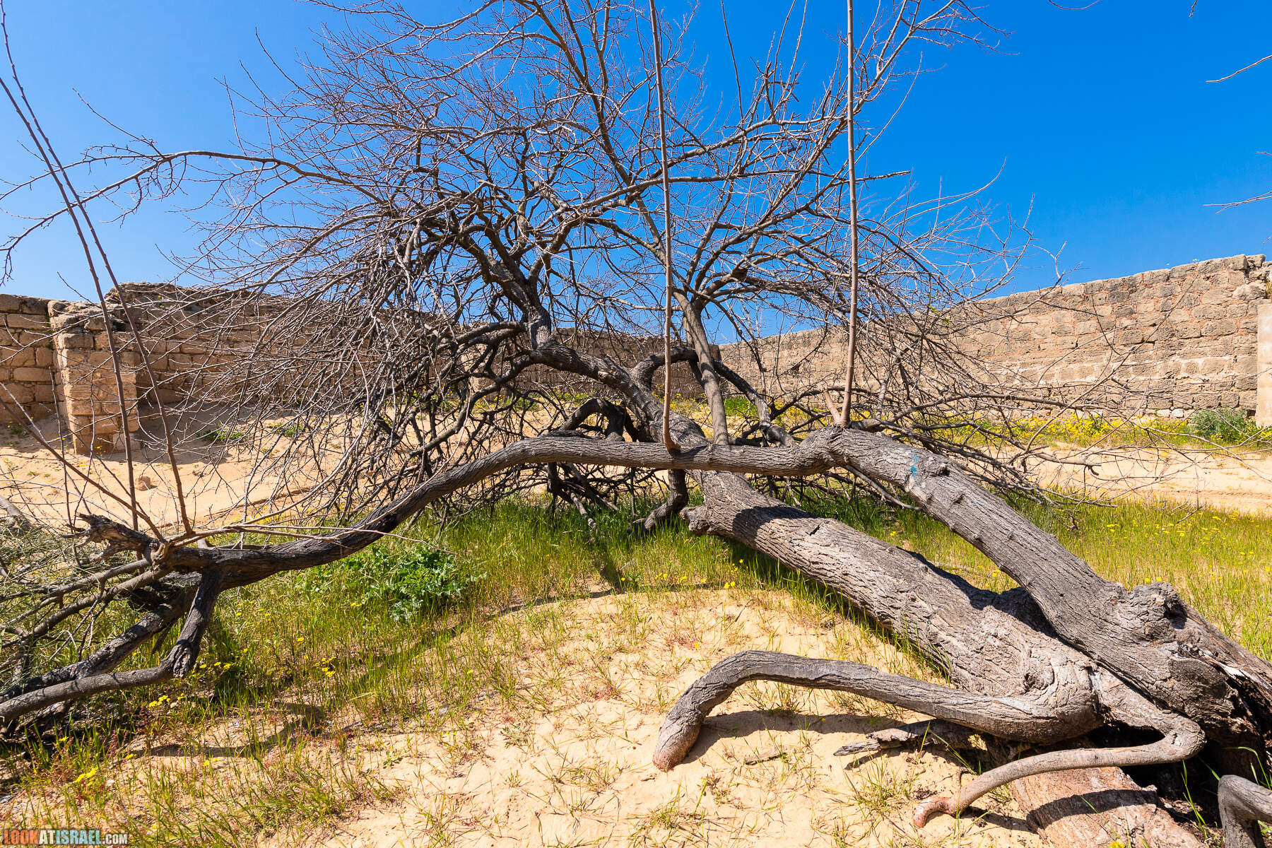 Прогулки с хвостом - пески Пальмахим и Наби Рубин