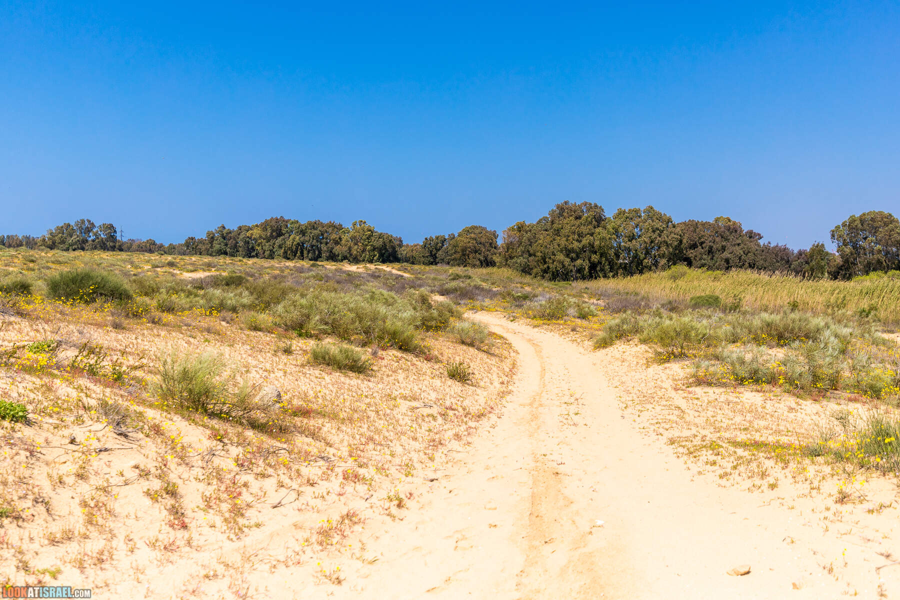 Прогулки с хвостом - пески Пальмахим и Наби Рубин