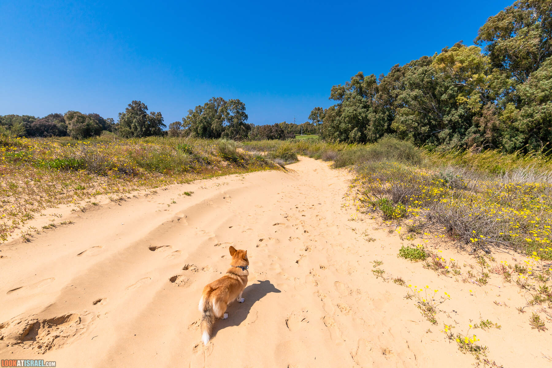 Прогулки с хвостом - пески Пальмахим и Наби Рубин