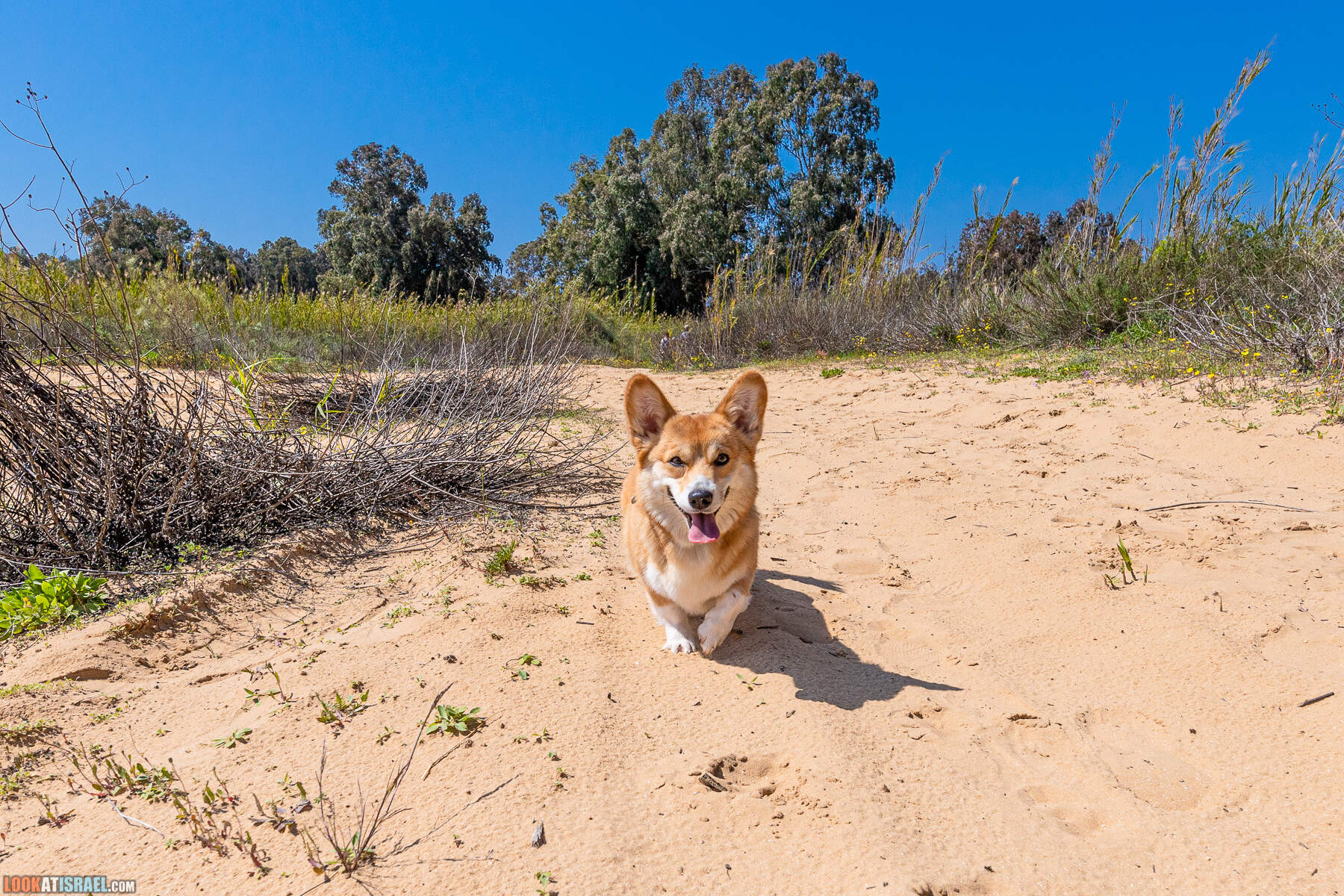 Прогулки с хвостом - пески Пальмахим и Наби Рубин