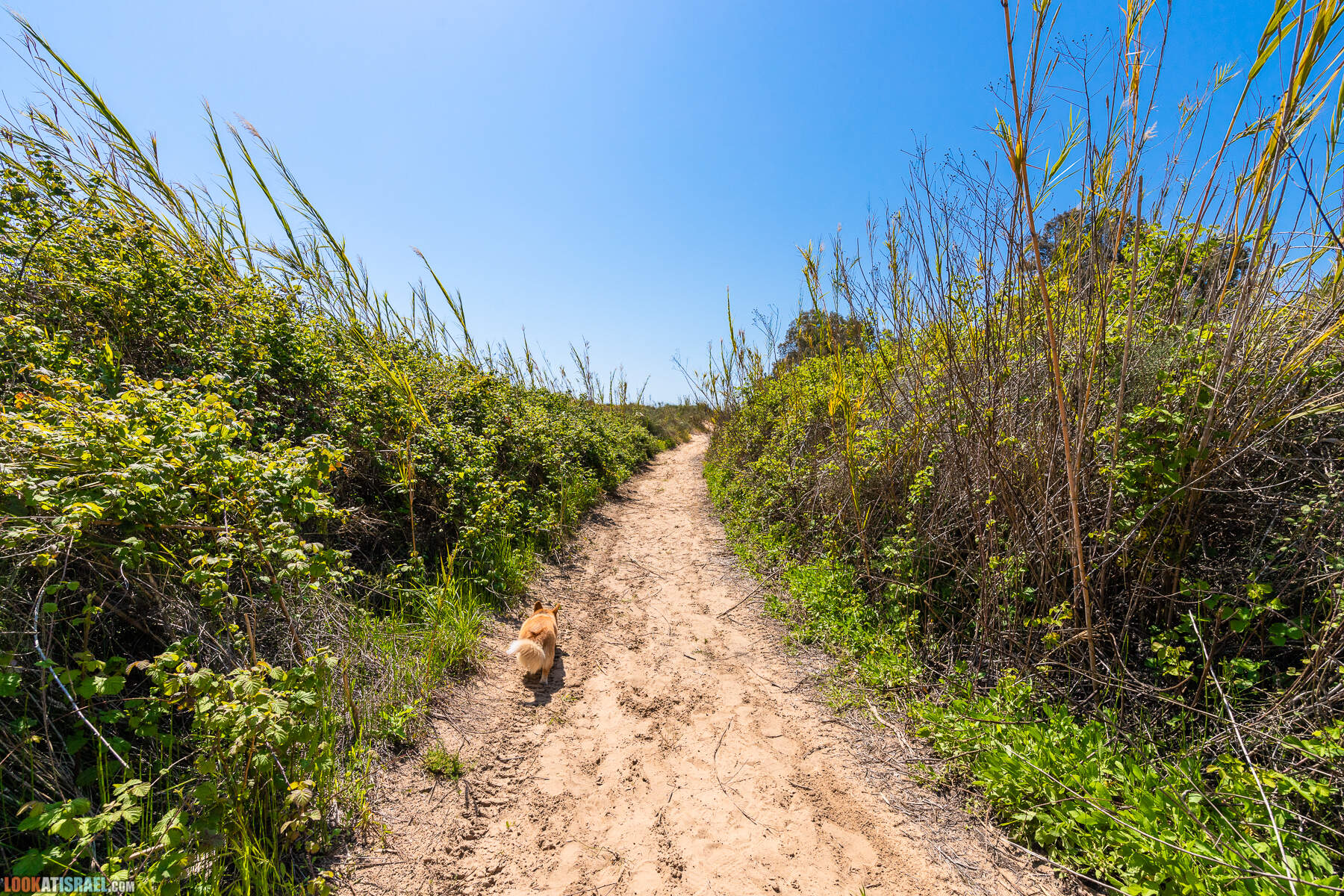 Прогулки с хвостом - пески Пальмахим и Наби Рубин