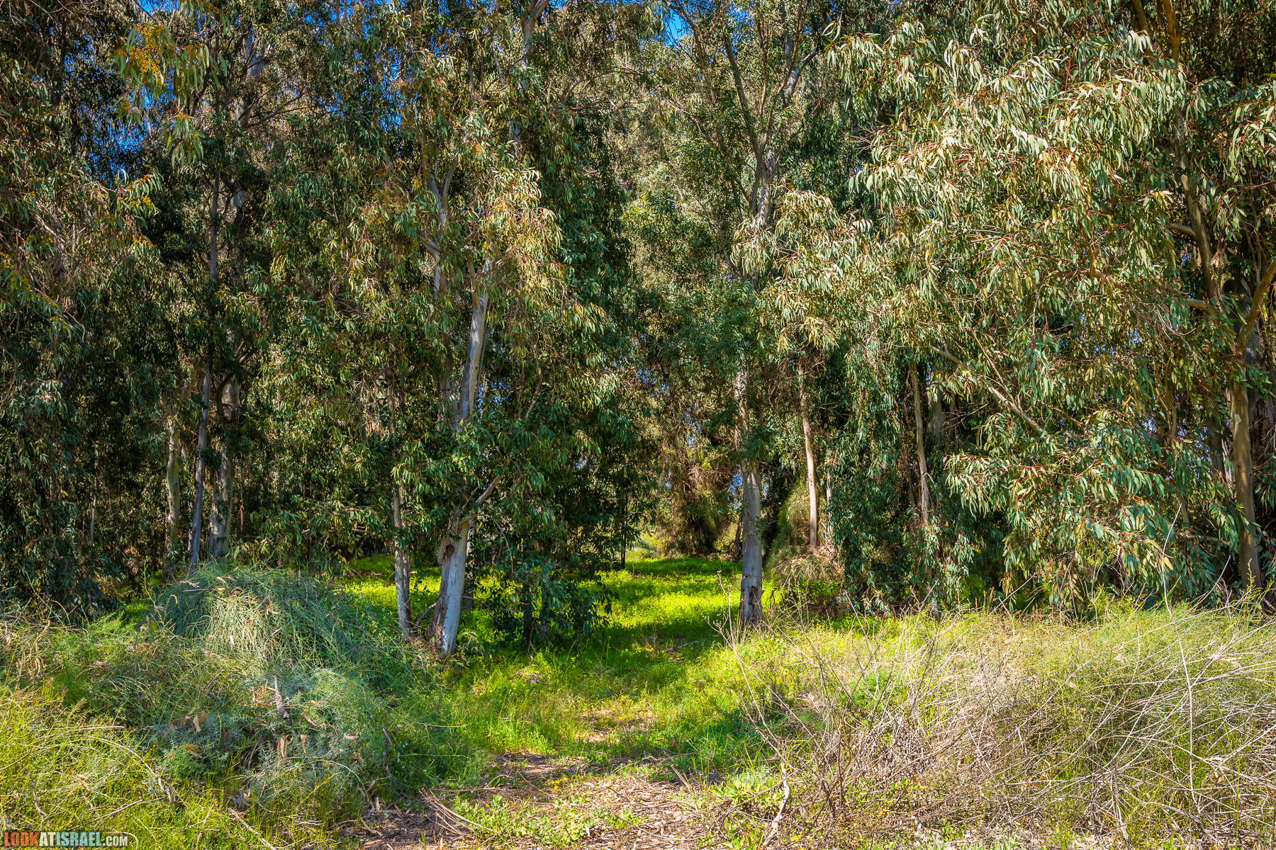 Прогулки с хвостом - пески Пальмахим и Наби Рубин