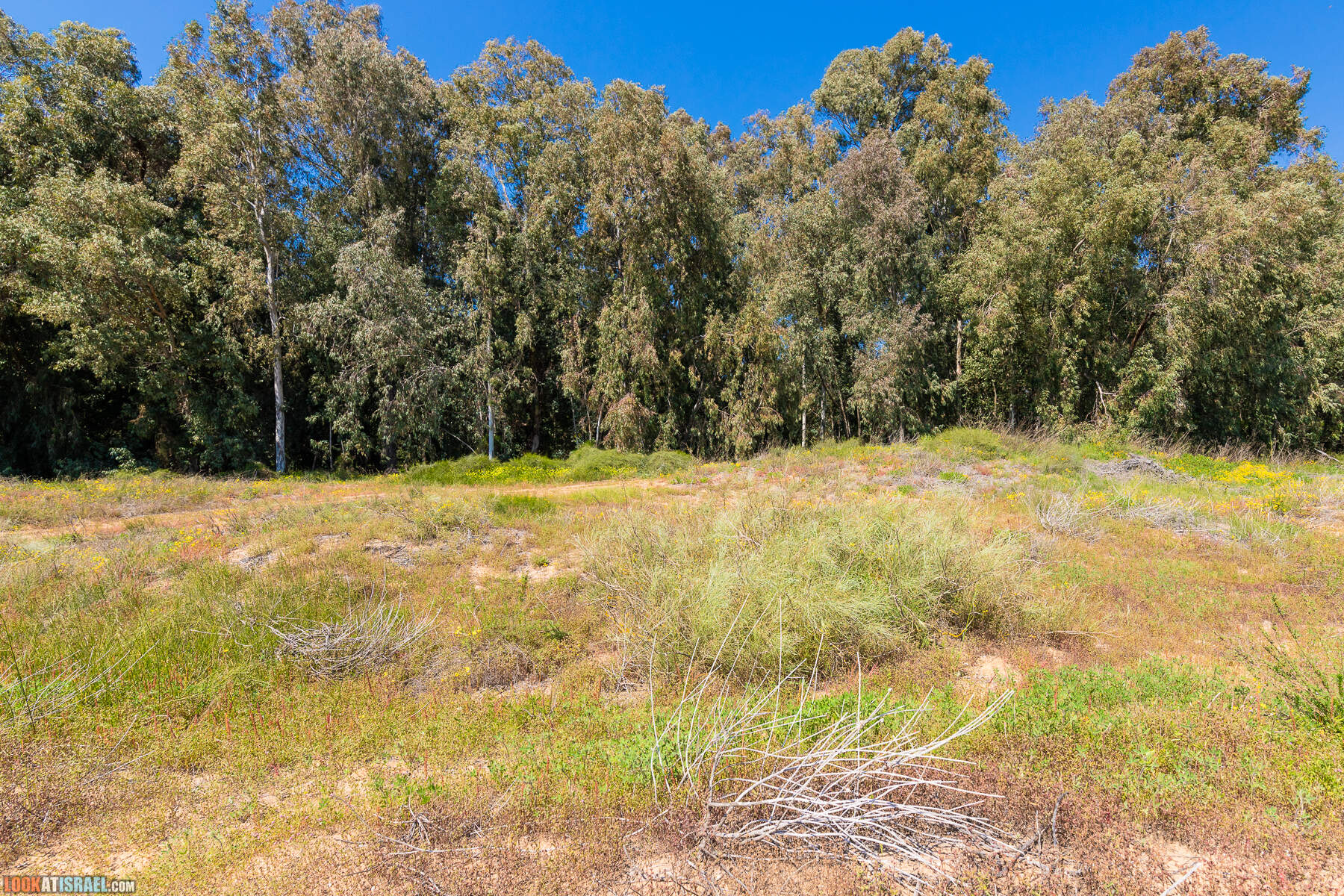 Прогулки с хвостом - пески Пальмахим и Наби Рубин