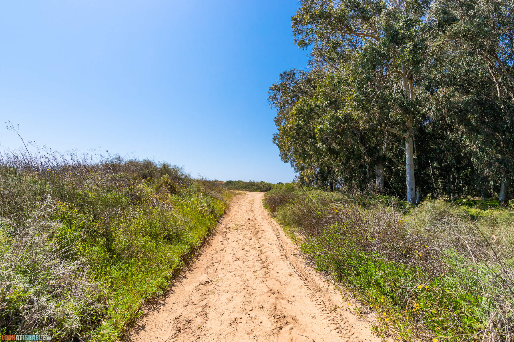 Прогулки с хвостом - пески Пальмахим и Наби Рубин