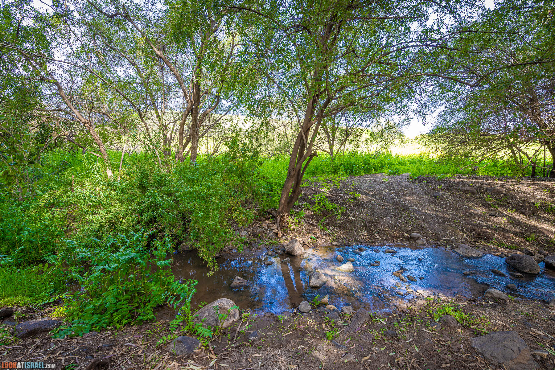 Израильская саванна - Поход по ручью Явниель
