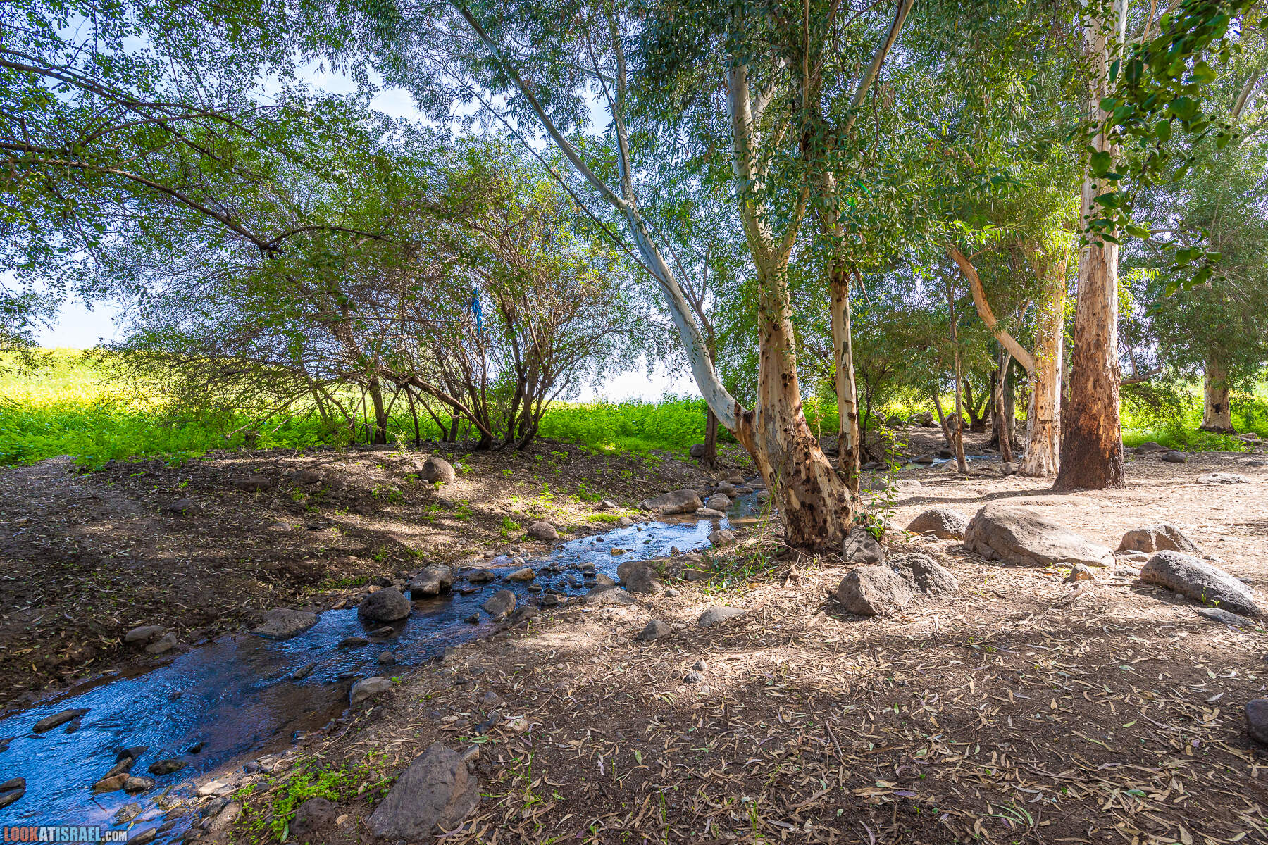 Израильская саванна - Поход по ручью Явниель