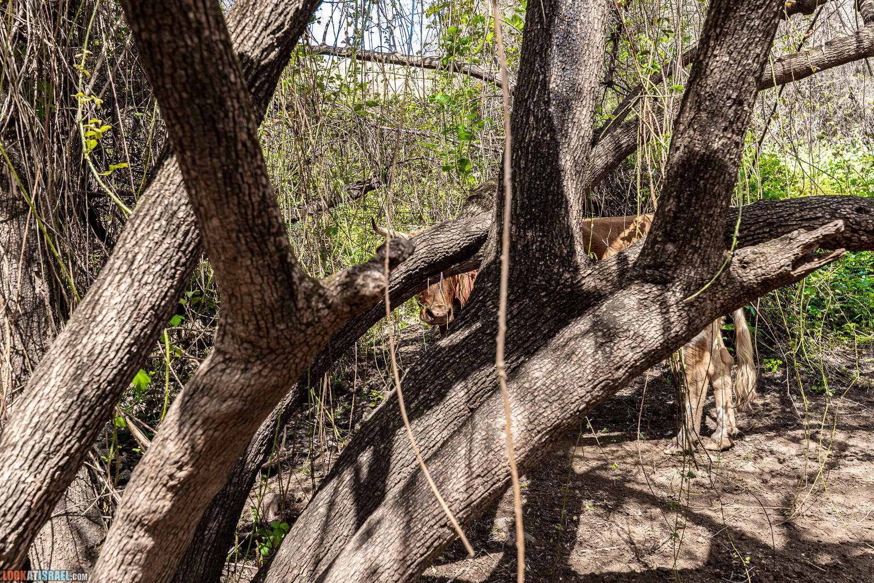 Израильская саванна - Поход по ручью Явниель