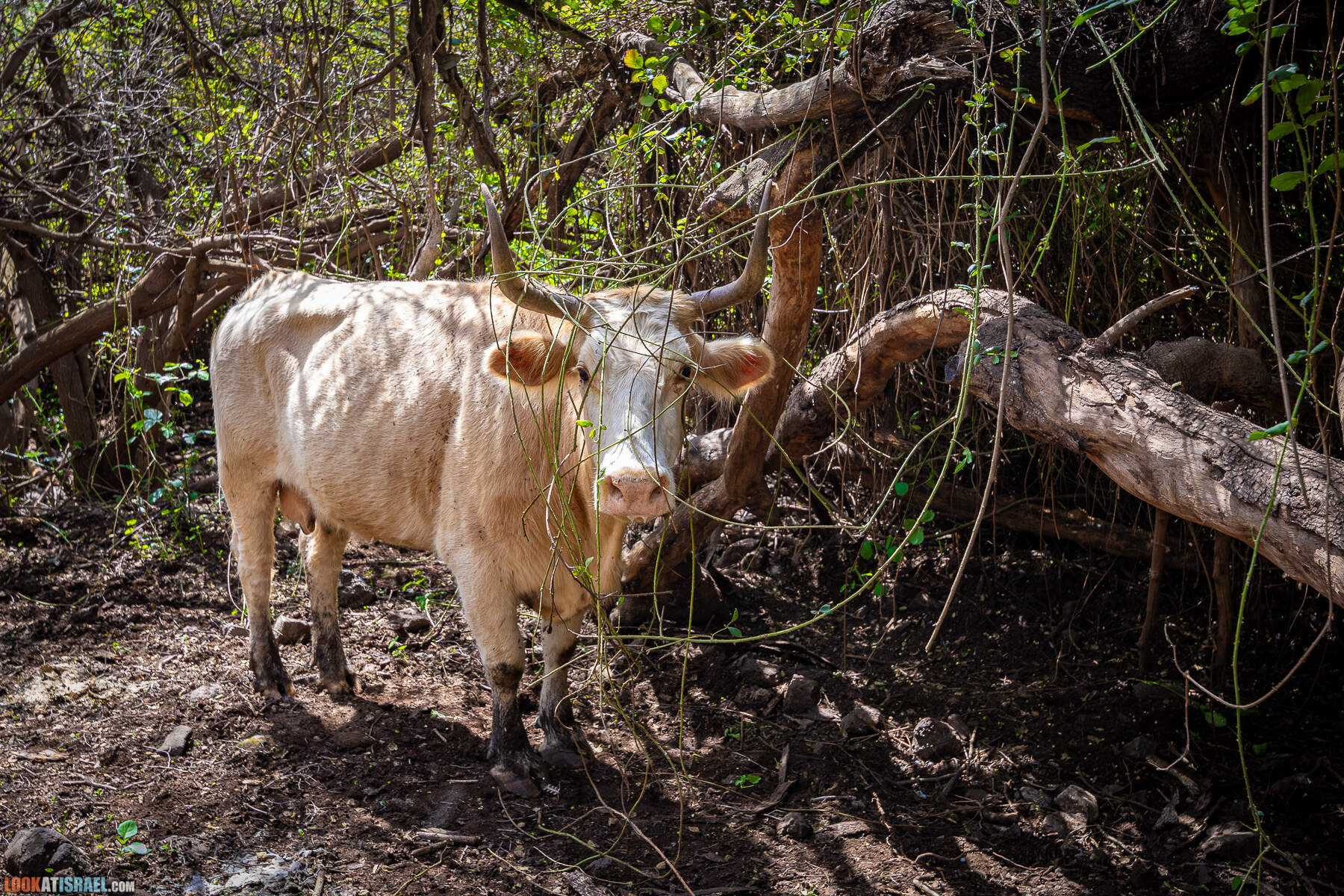 Израильская саванна - Поход по ручью Явниель