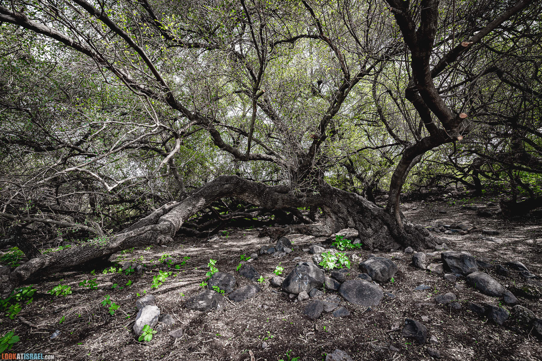 Израильская саванна - Поход по ручью Явниель