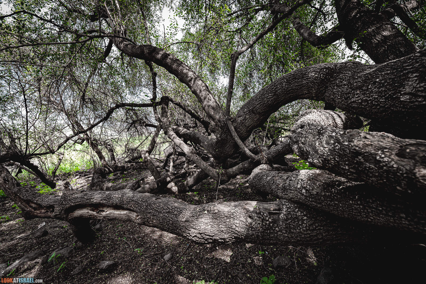 Израильская саванна - Поход по ручью Явниель