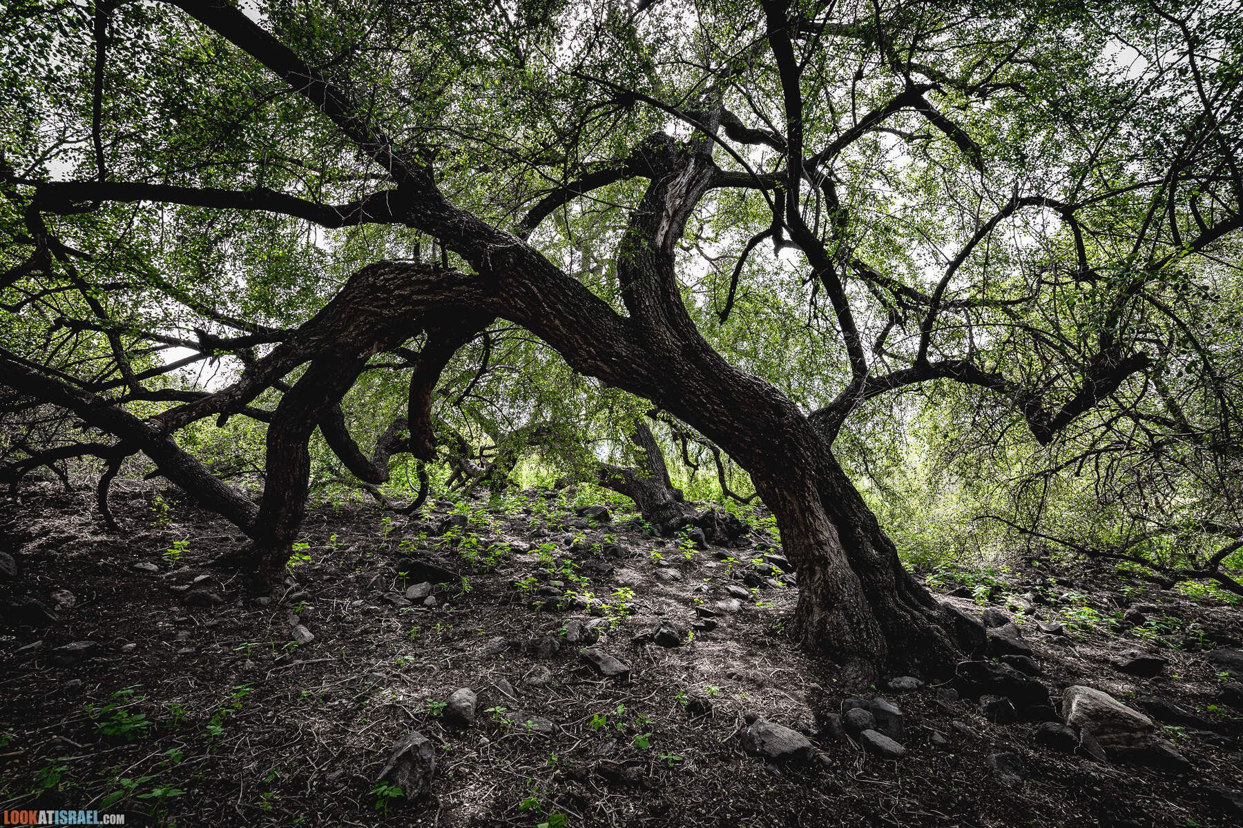 Израильская саванна - Поход по ручью Явниель