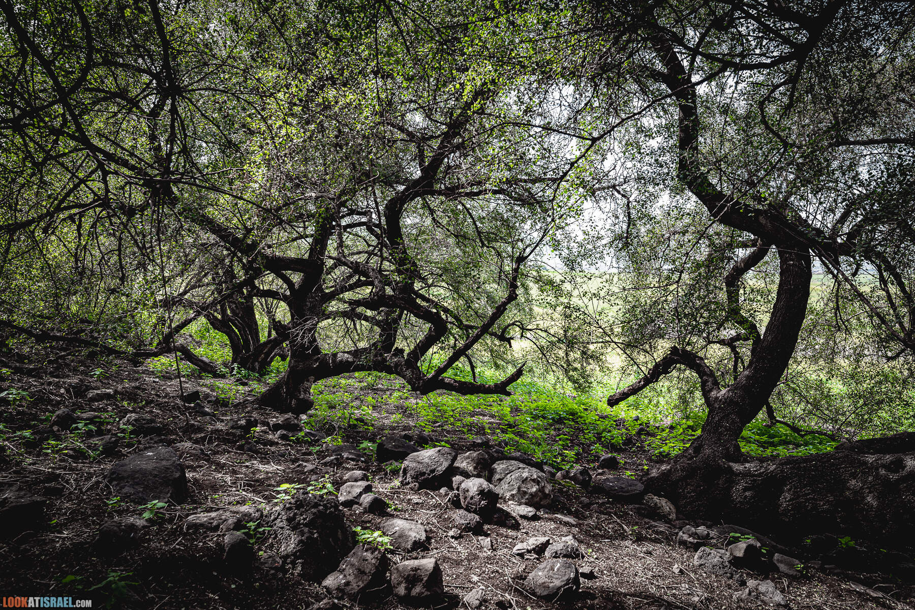 Израильская саванна - Поход по ручью Явниель