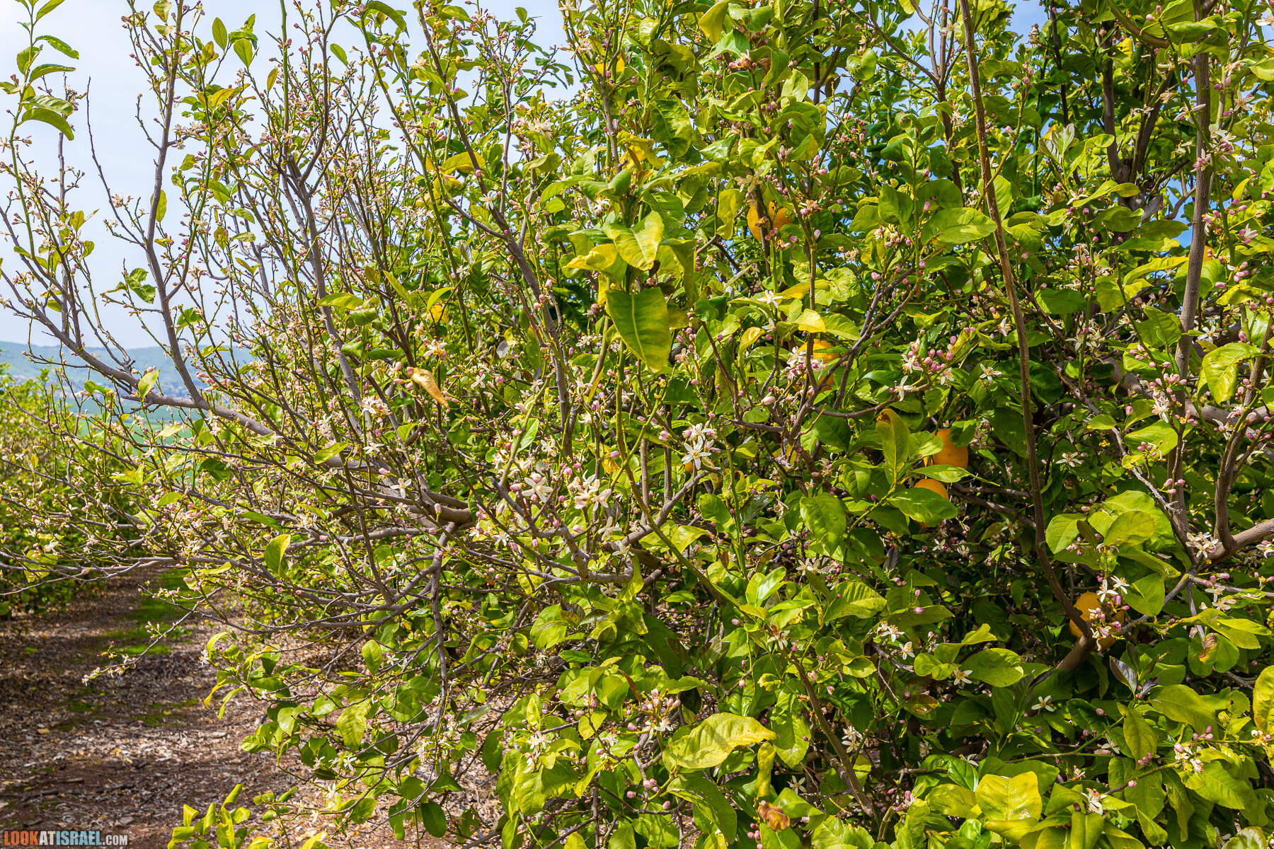 Израильская саванна - Поход по ручью Явниель