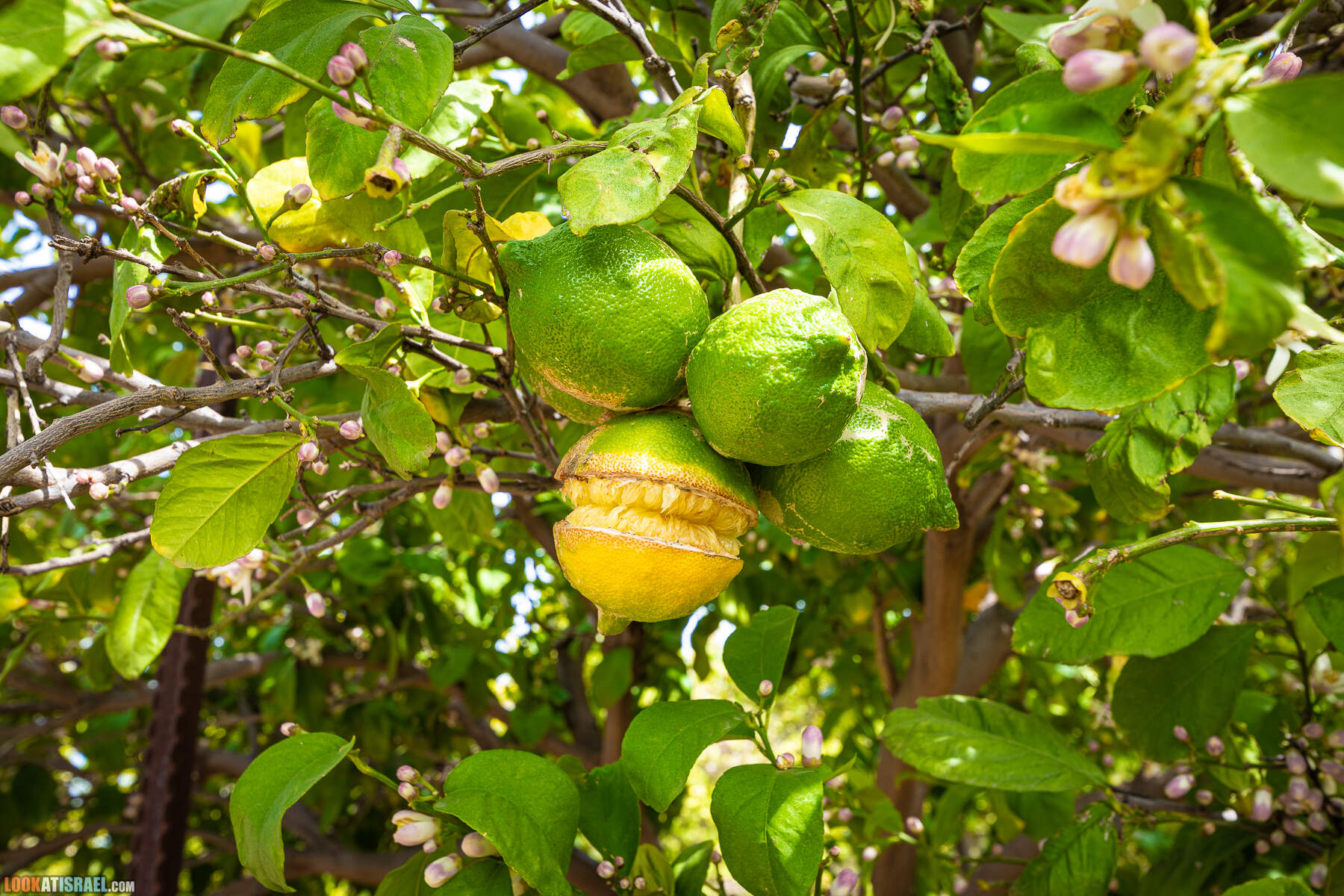 Израильская саванна - Поход по ручью Явниель