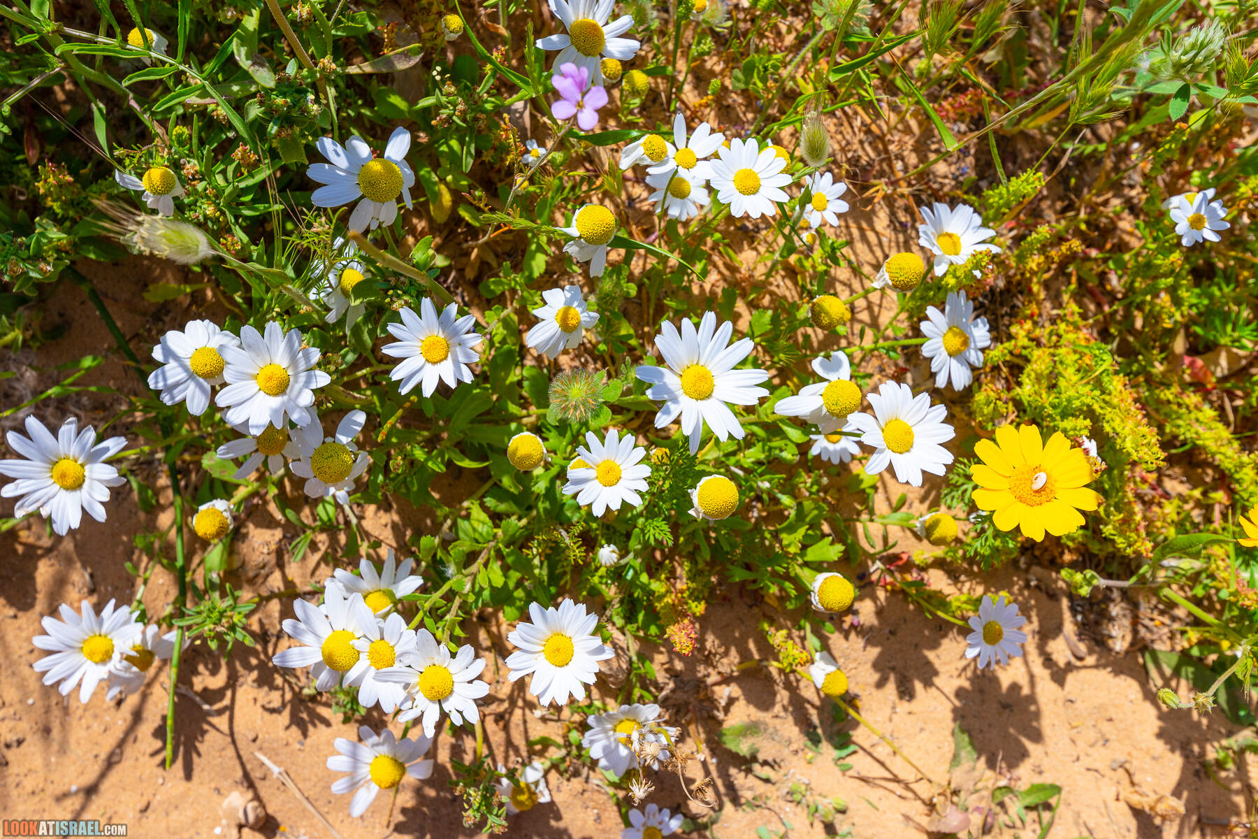Прогулки с хвостом - маршрут для прогулки с собакой - Хоф а-Шарон