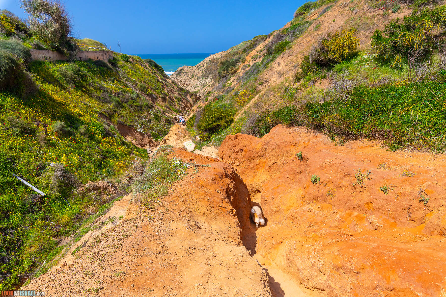 Прогулки с хвостом - маршрут для прогулки с собакой - Хоф а-Шарон