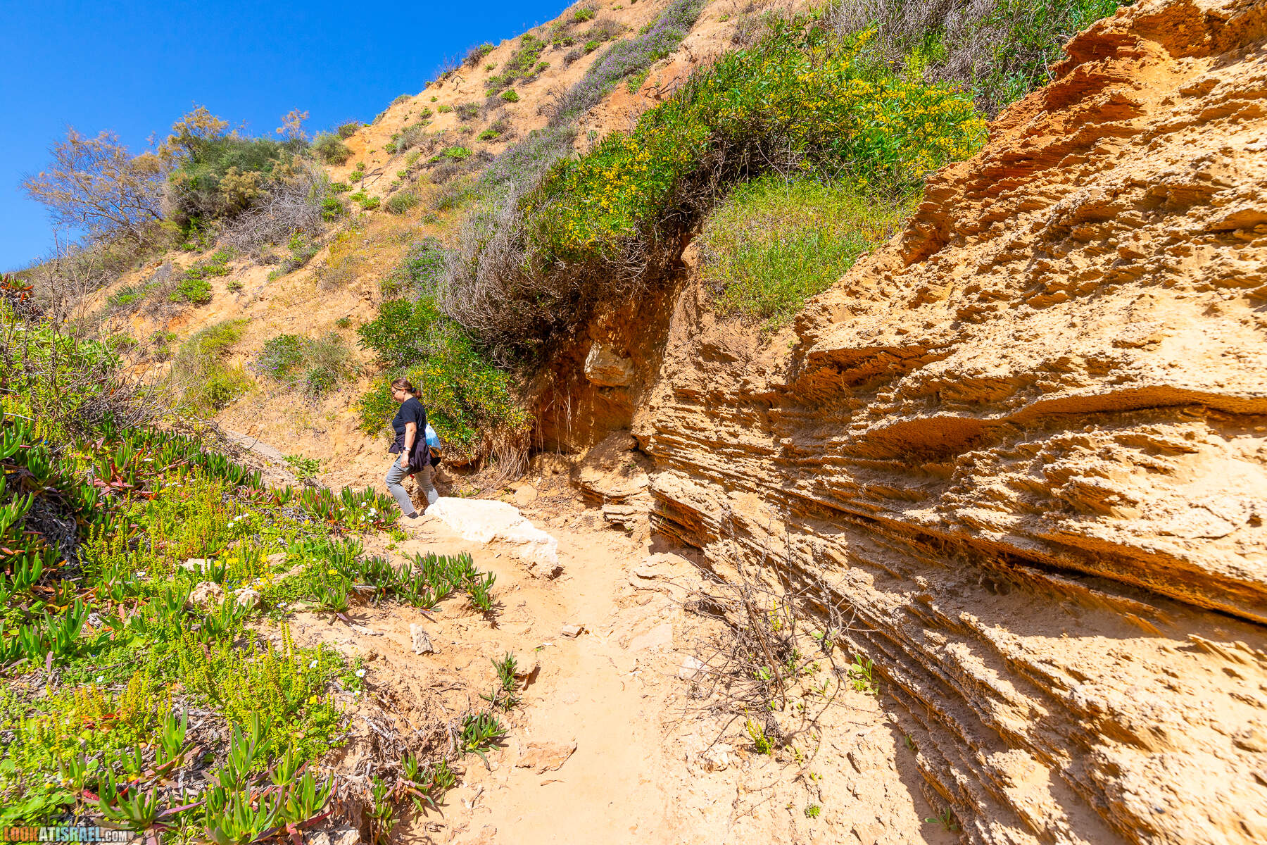 Прогулки с хвостом - маршрут для прогулки с собакой - Хоф а-Шарон