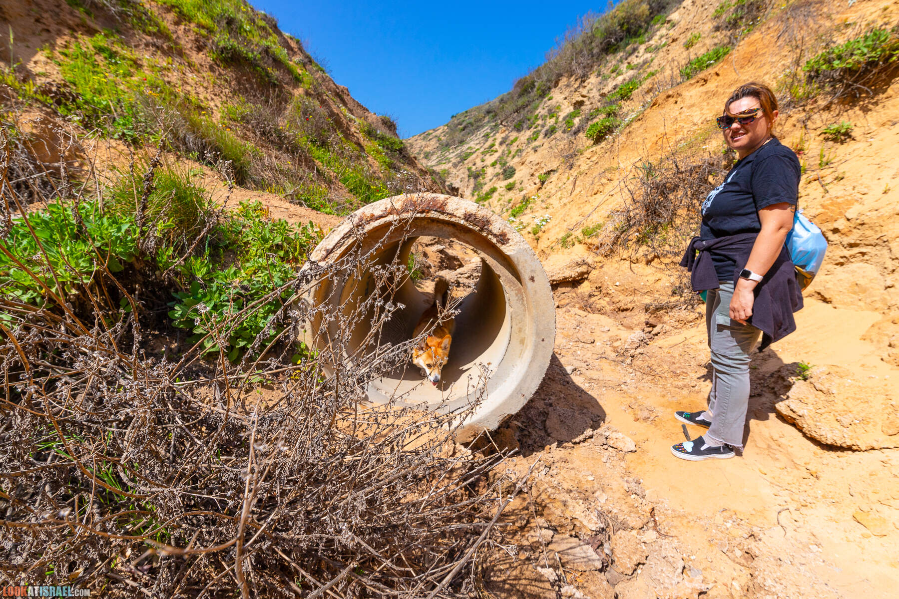 Прогулки с хвостом - маршрут для прогулки с собакой - Хоф а-Шарон