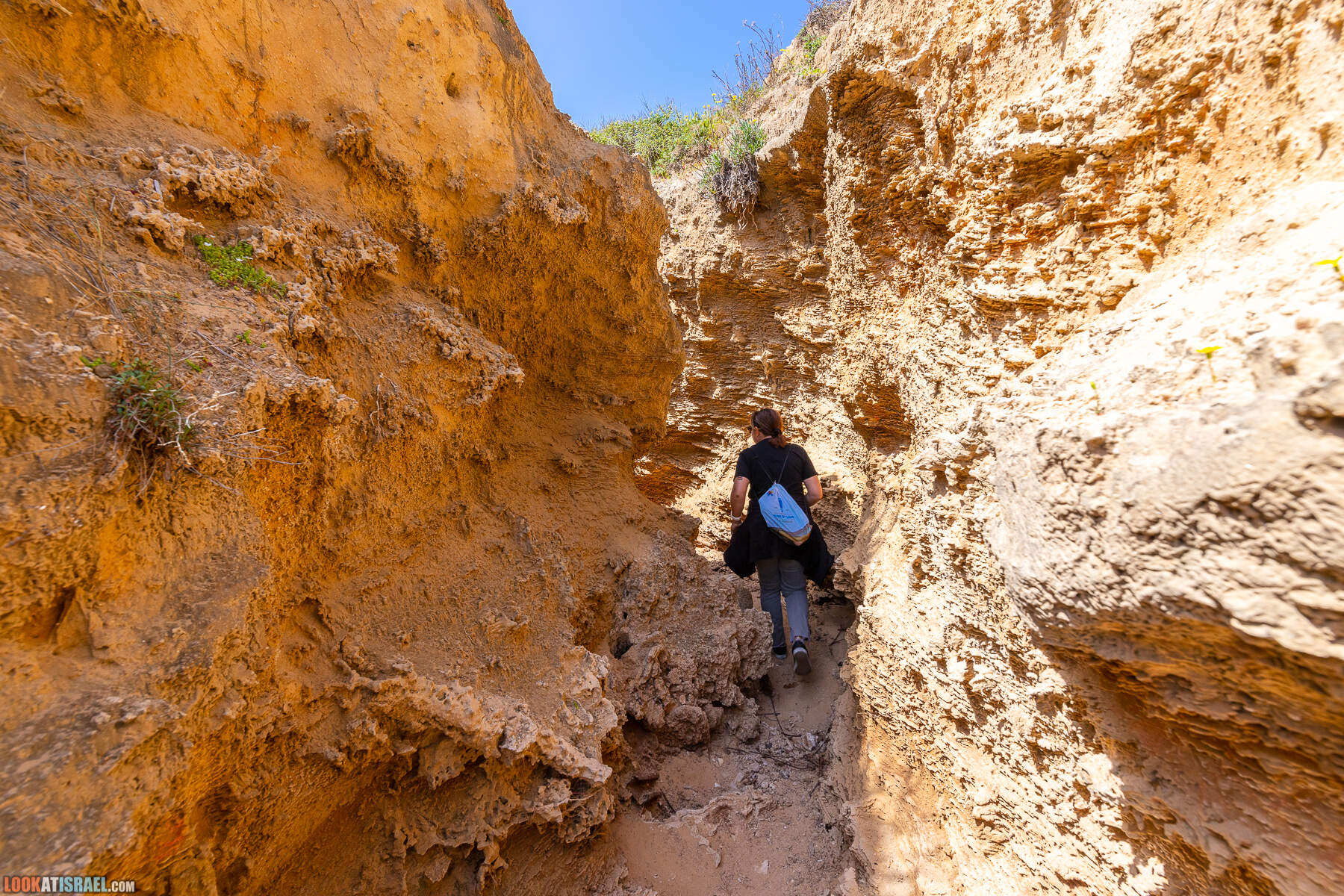 Прогулки с хвостом - маршрут для прогулки с собакой - Хоф а-Шарон