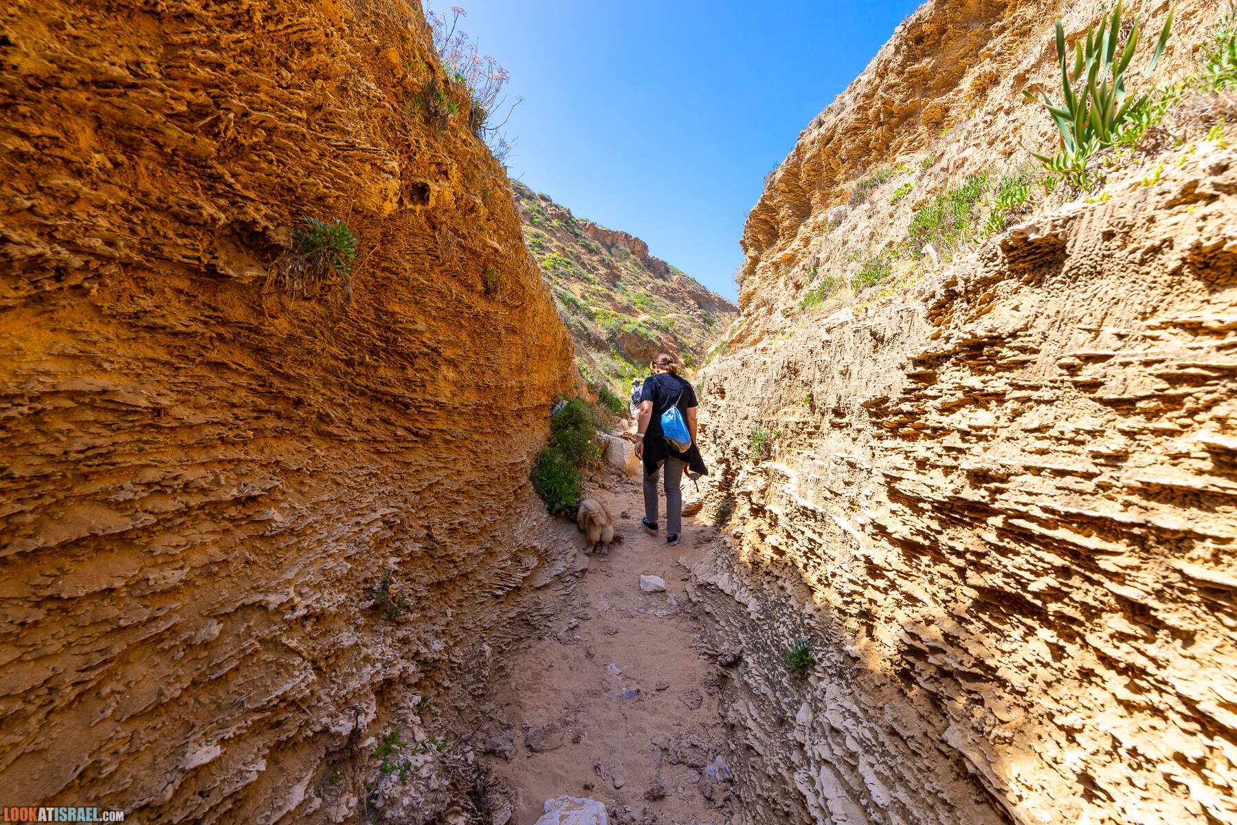 Прогулки с хвостом - маршрут для прогулки с собакой - Хоф а-Шарон