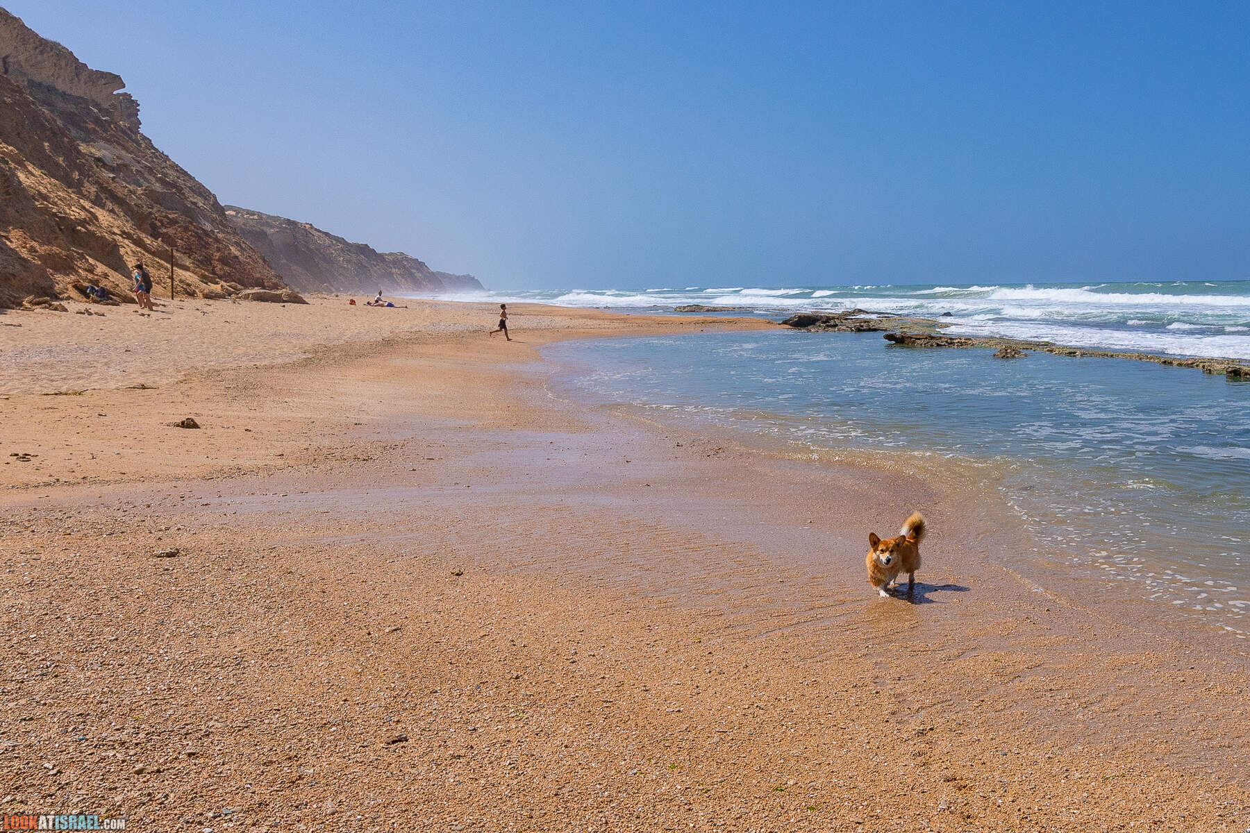 Прогулки с хвостом - маршрут для прогулки с собакой - Хоф а-Шарон