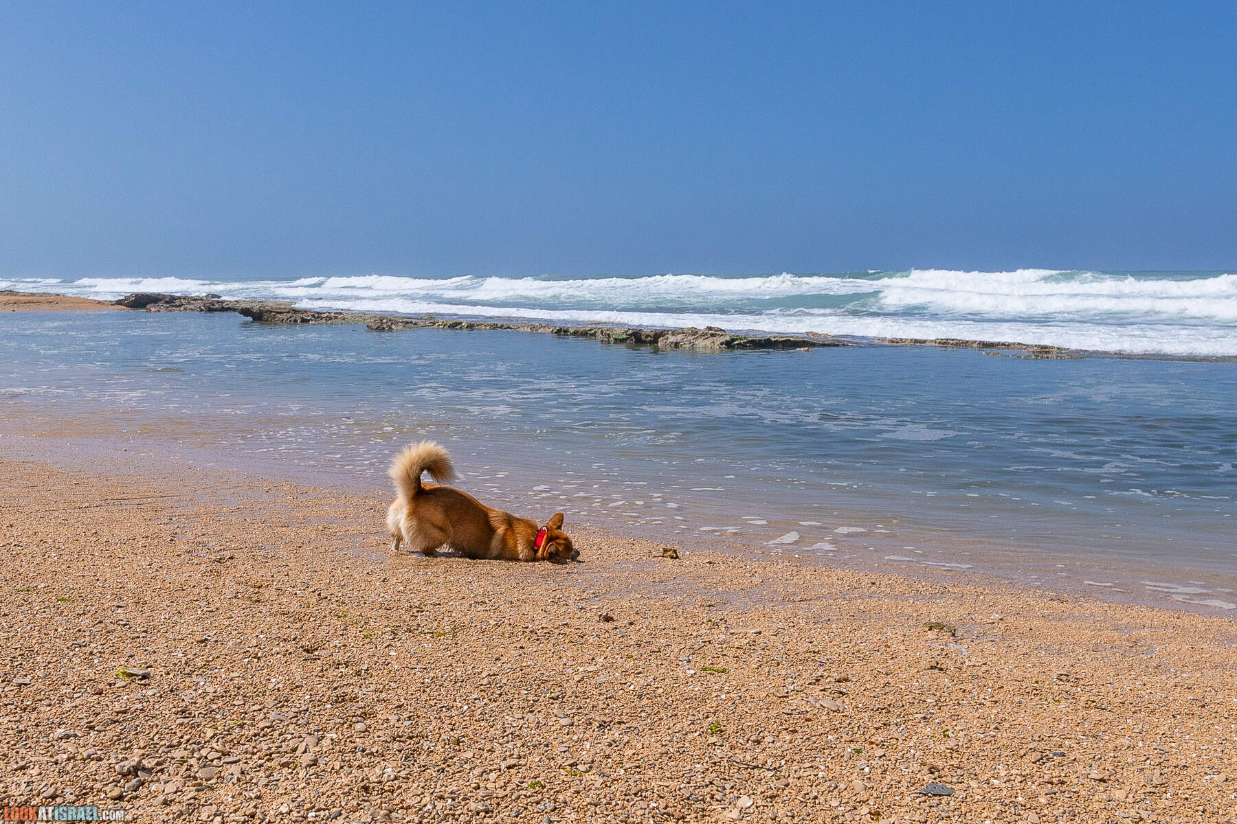 Прогулки с хвостом - маршрут для прогулки с собакой - Хоф а-Шарон