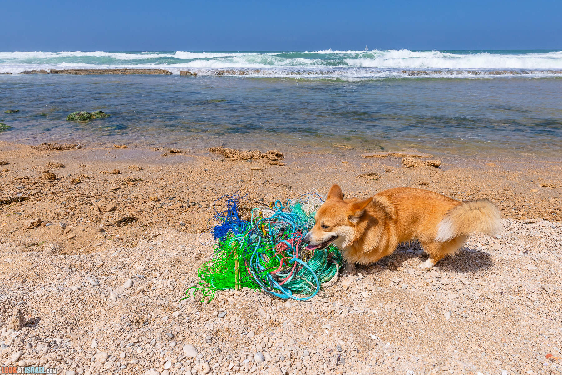Прогулки с хвостом - маршрут для прогулки с собакой - Хоф а-Шарон