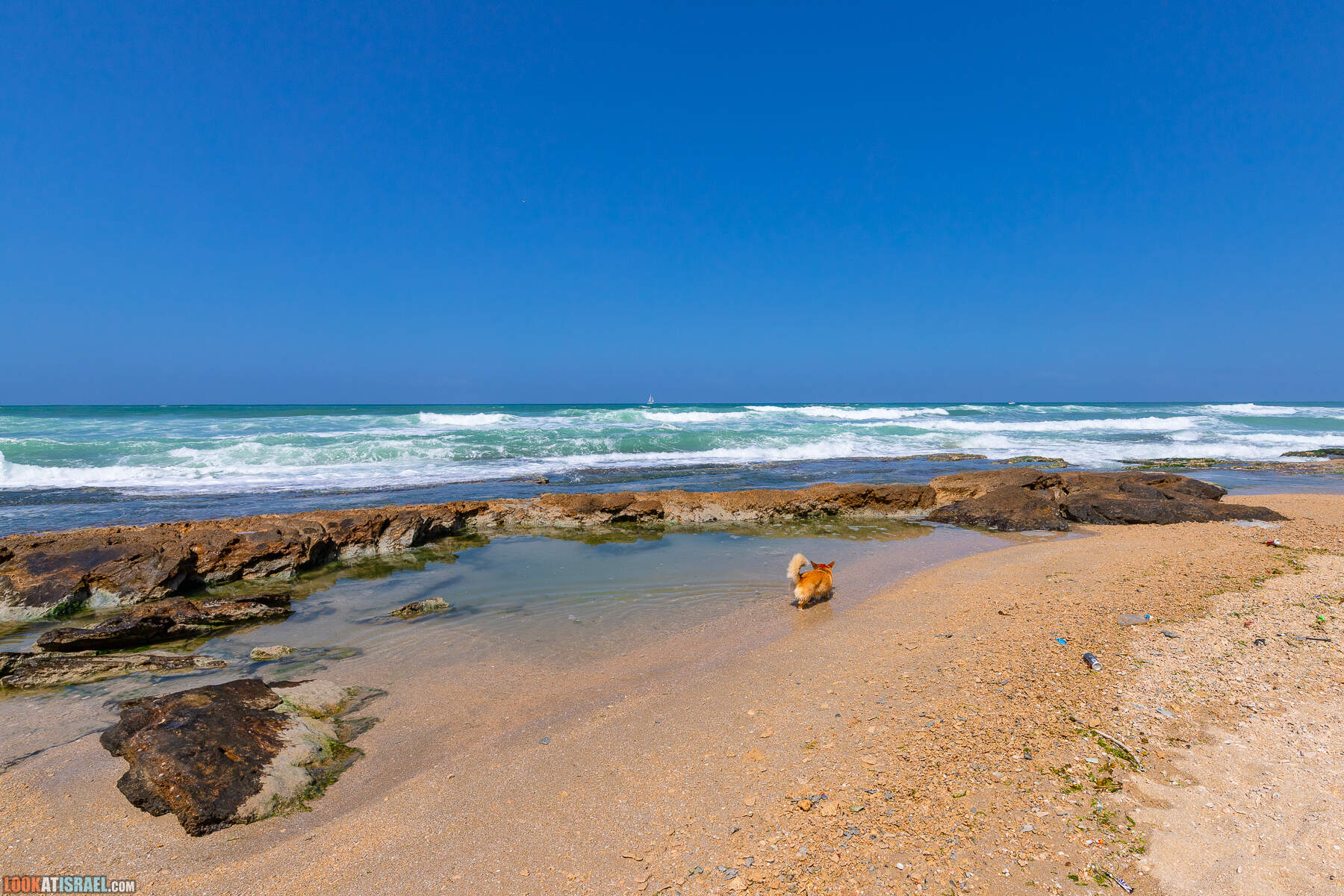 Прогулки с хвостом - маршрут для прогулки с собакой - Хоф а-Шарон