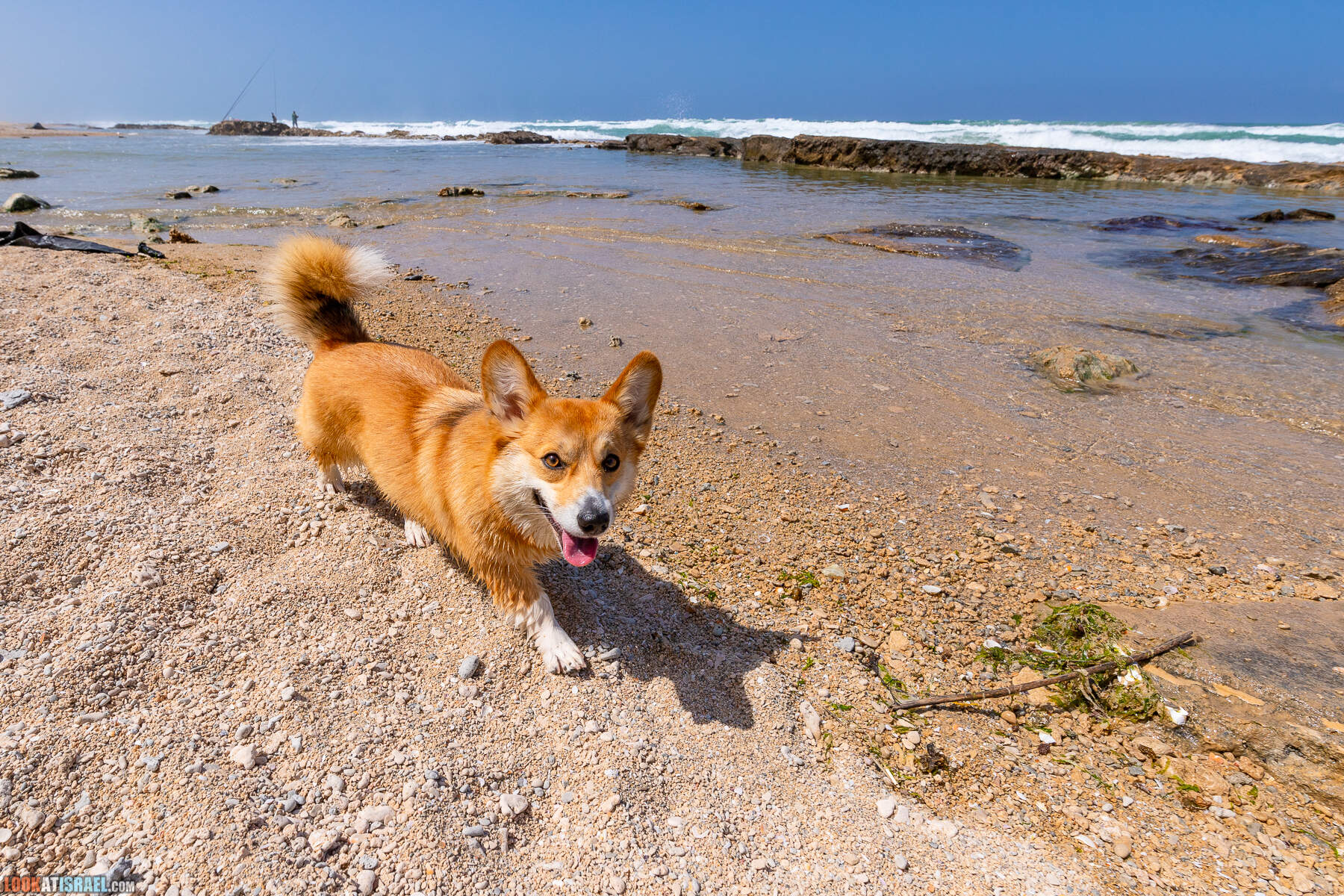 Прогулки с хвостом - маршрут для прогулки с собакой - Хоф а-Шарон