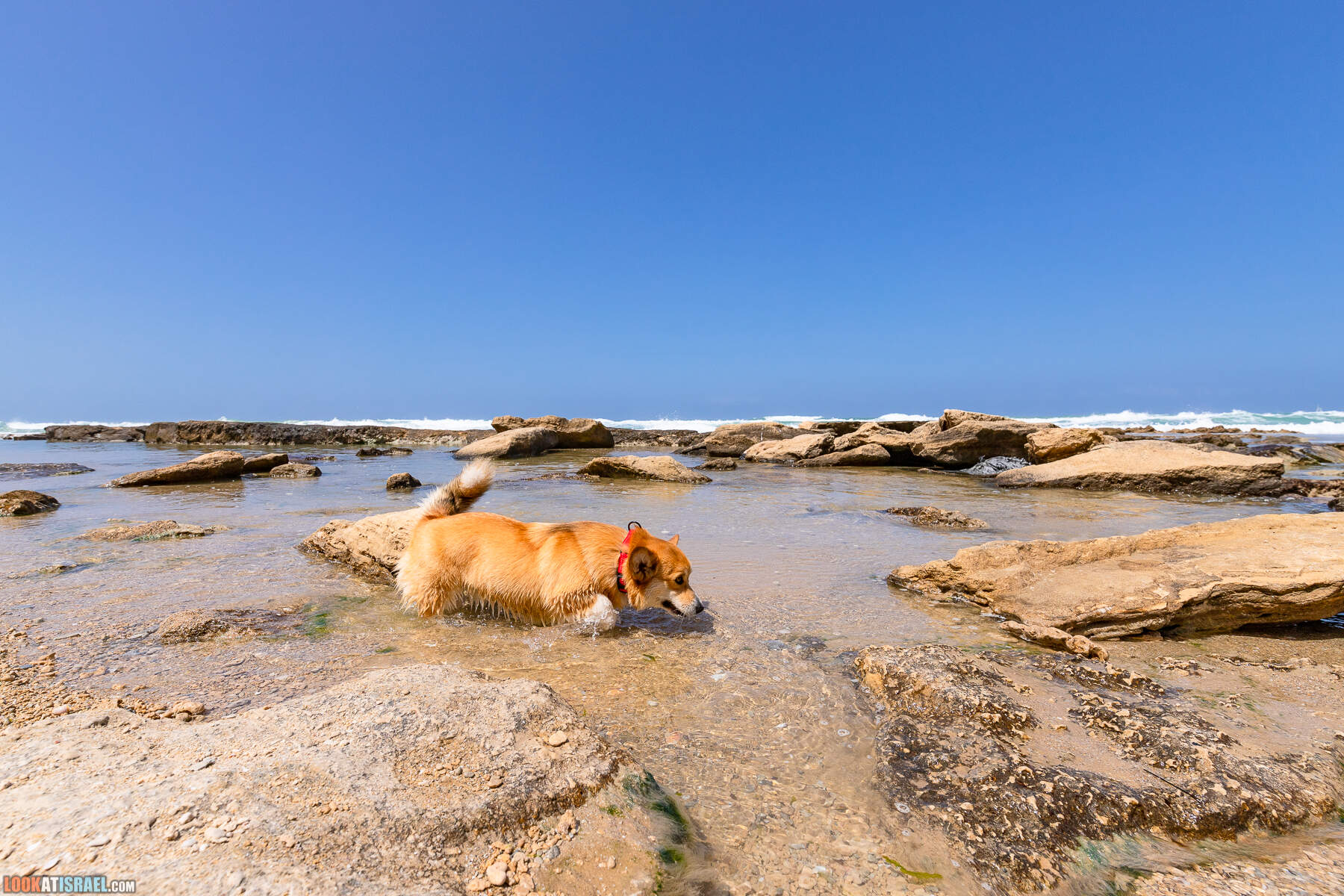 Прогулки с хвостом - маршрут для прогулки с собакой - Хоф а-Шарон
