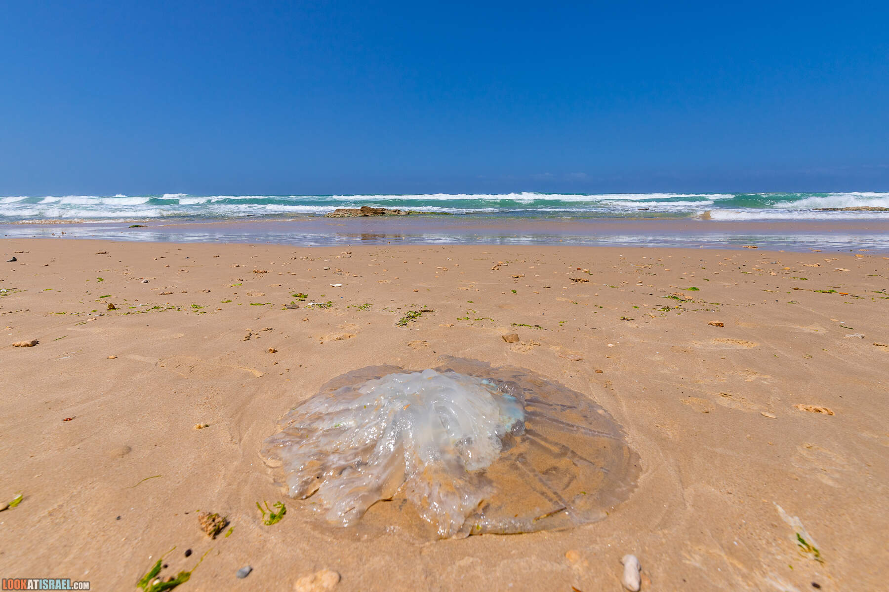 Прогулки с хвостом - маршрут для прогулки с собакой - Хоф а-Шарон