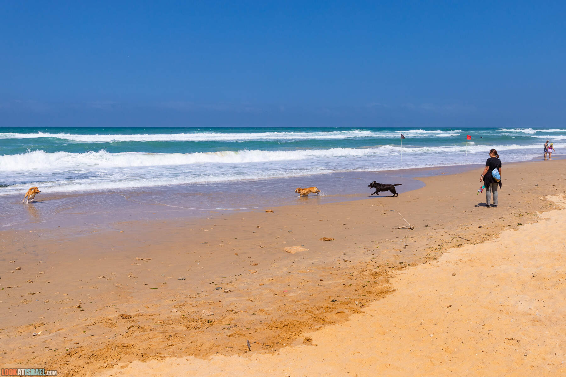 Прогулки с хвостом - маршрут для прогулки с собакой - Хоф а-Шарон
