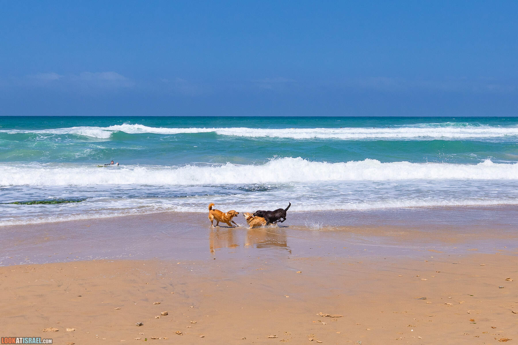 Прогулки с хвостом - маршрут для прогулки с собакой - Хоф а-Шарон