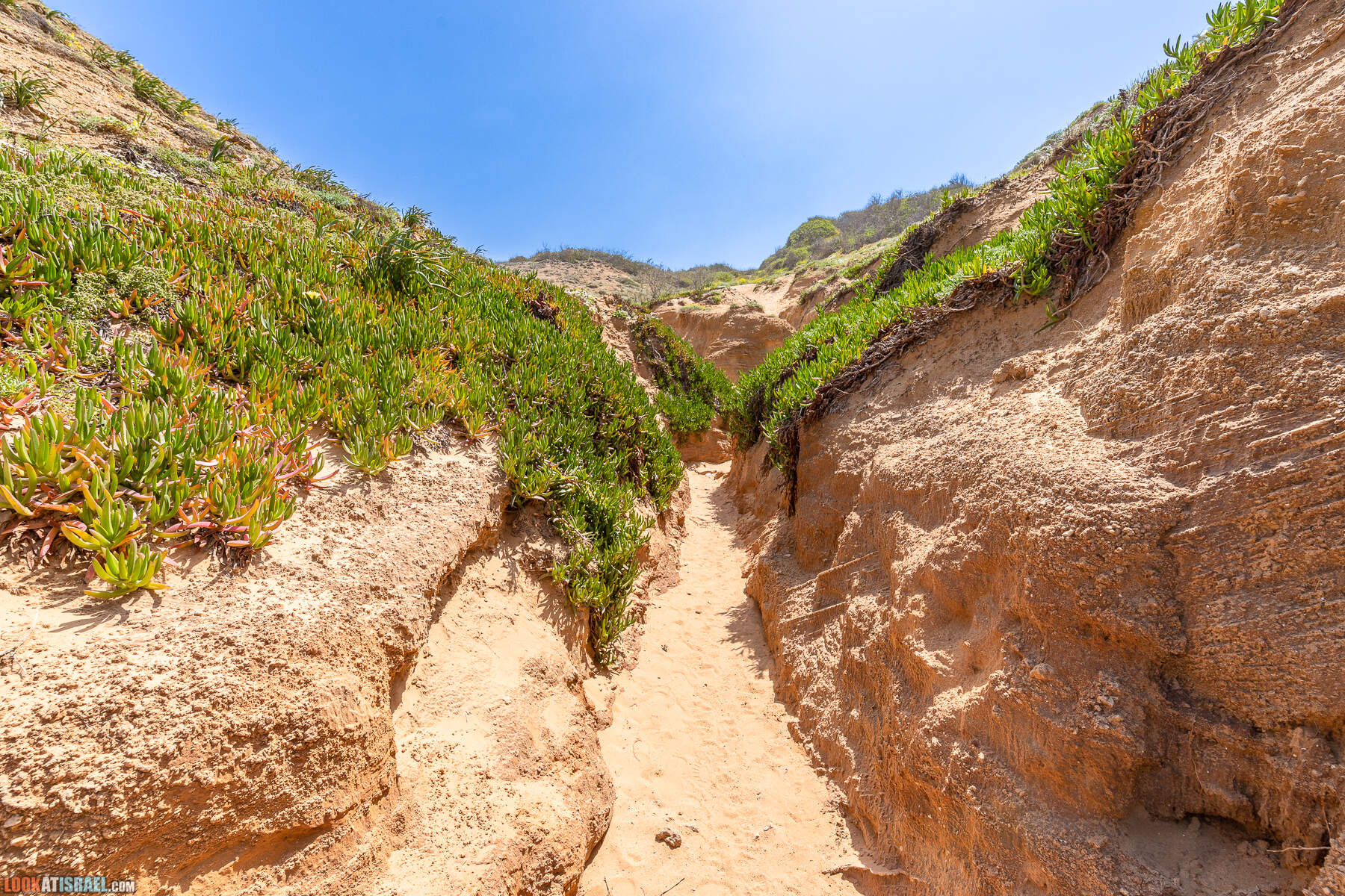 Прогулки с хвостом - маршрут для прогулки с собакой - Хоф а-Шарон