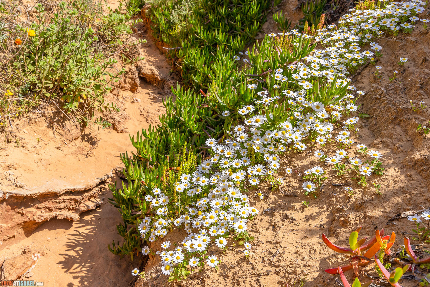 Прогулки с хвостом - маршрут для прогулки с собакой - Хоф а-Шарон