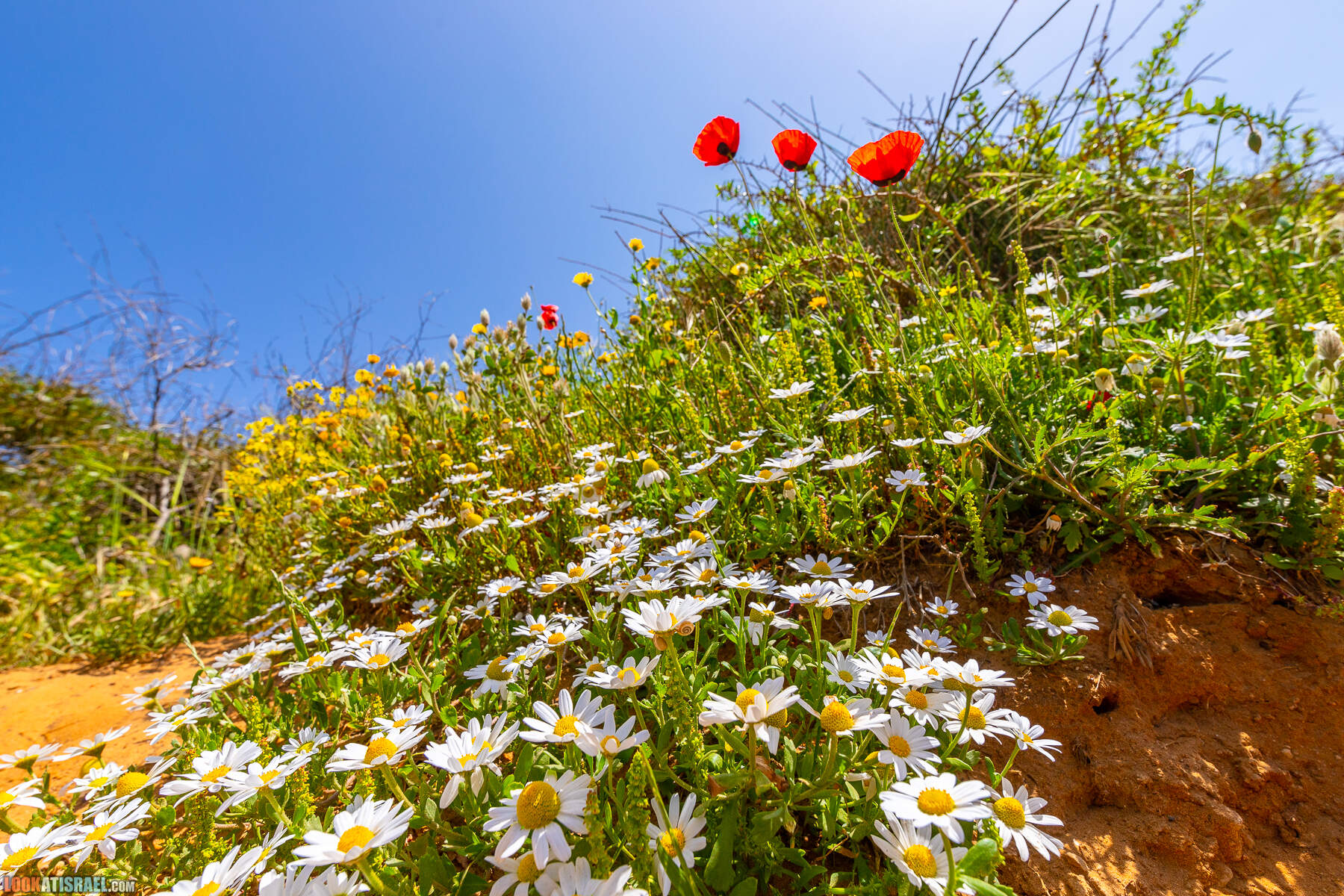 Прогулки с хвостом - маршрут для прогулки с собакой - Хоф а-Шарон