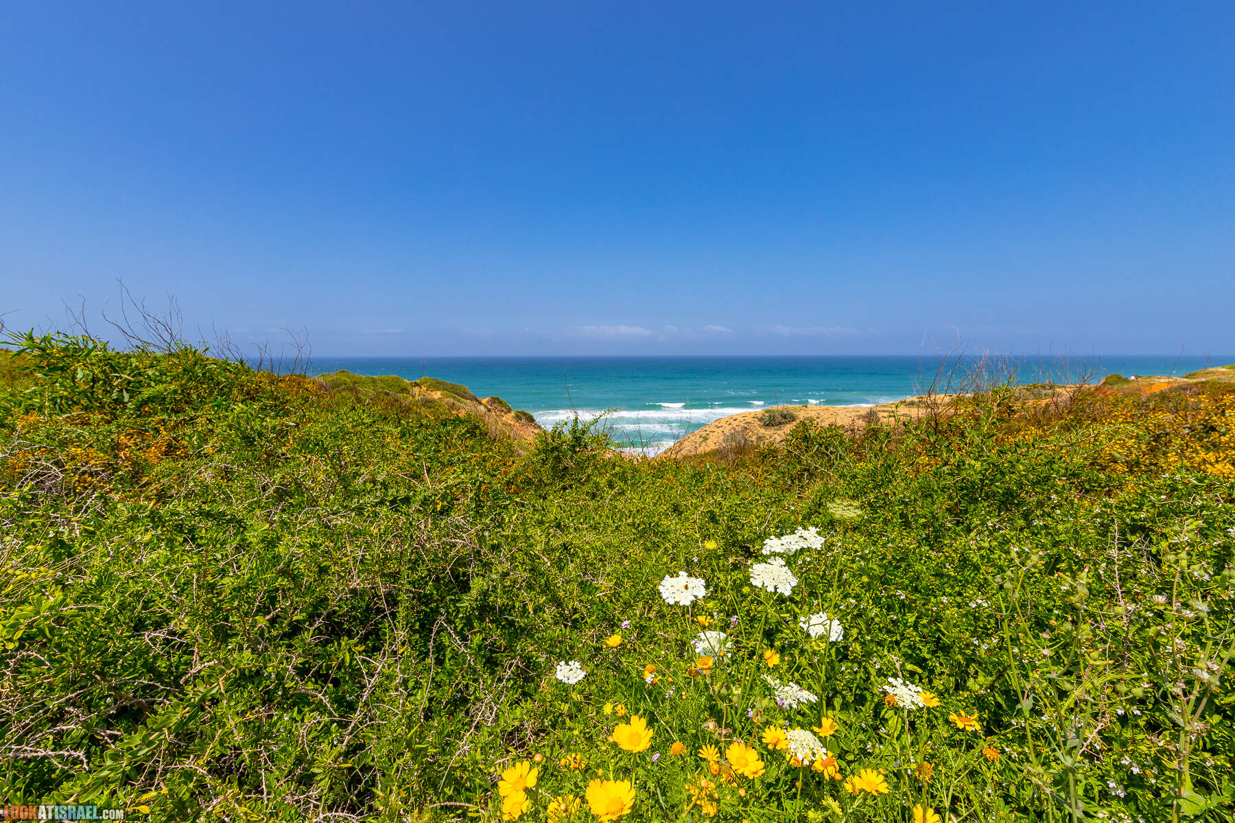 Прогулки с хвостом - маршрут для прогулки с собакой - Хоф а-Шарон