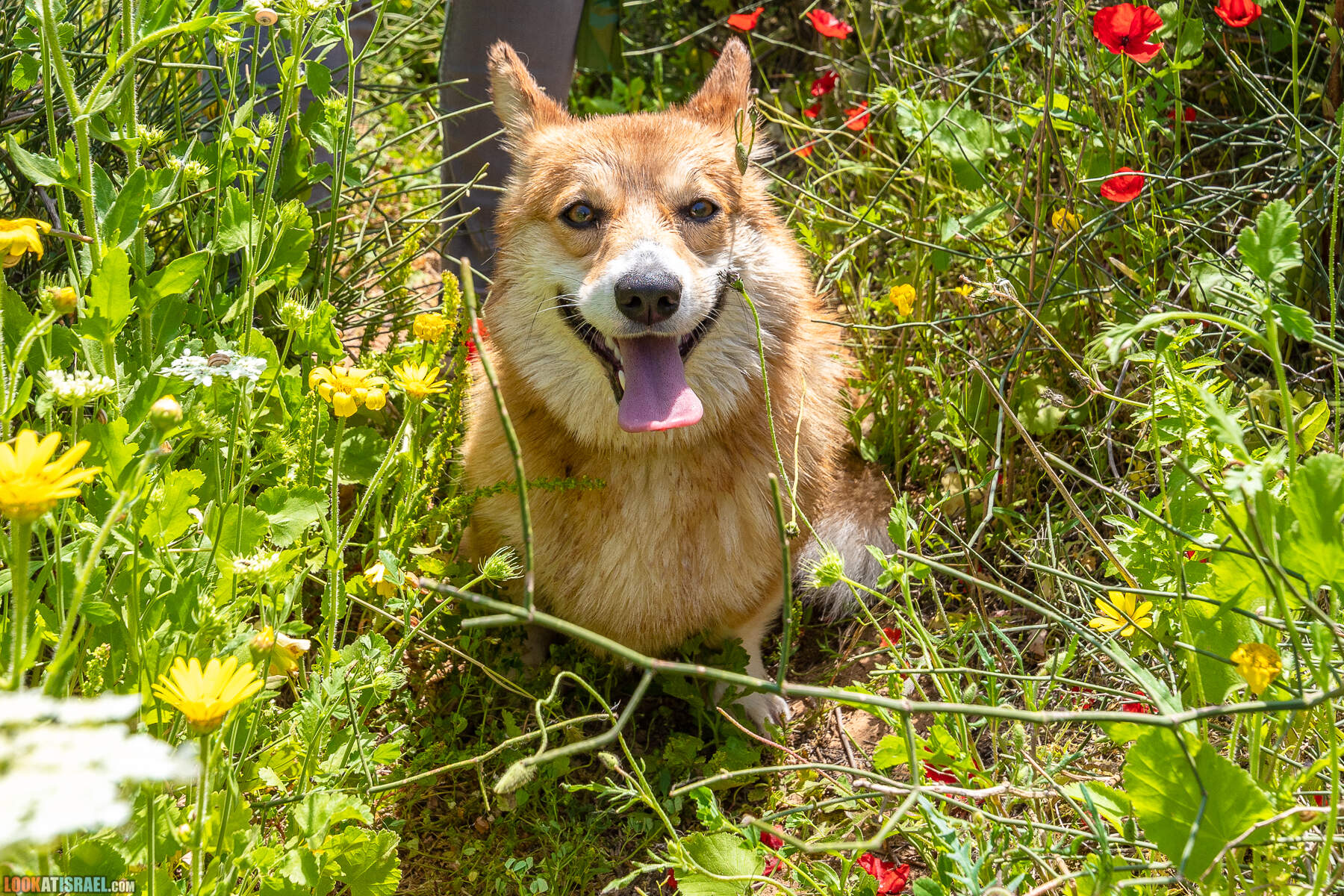 Прогулки с хвостом - маршрут для прогулки с собакой - Хоф а-Шарон