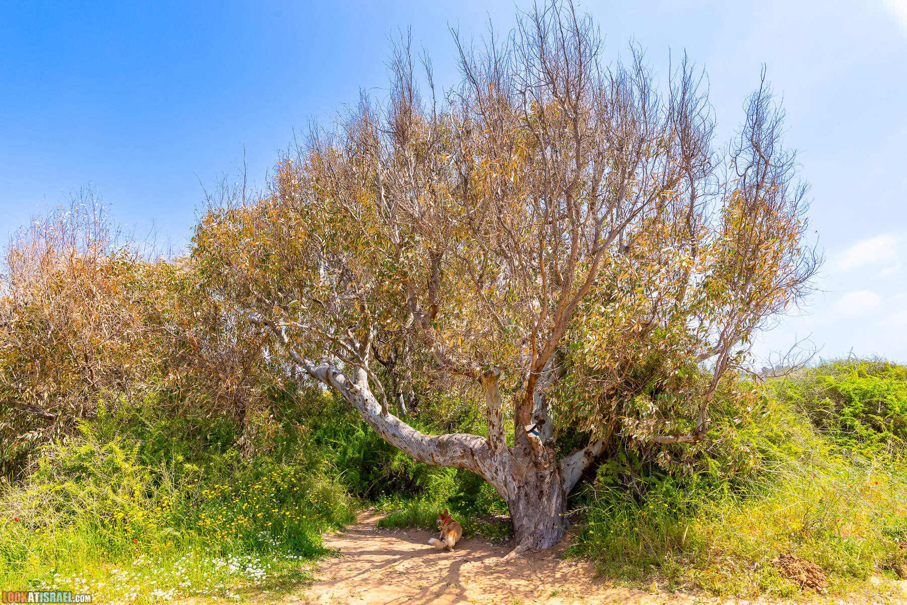 Прогулки с хвостом - маршрут для прогулки с собакой - Хоф а-Шарон