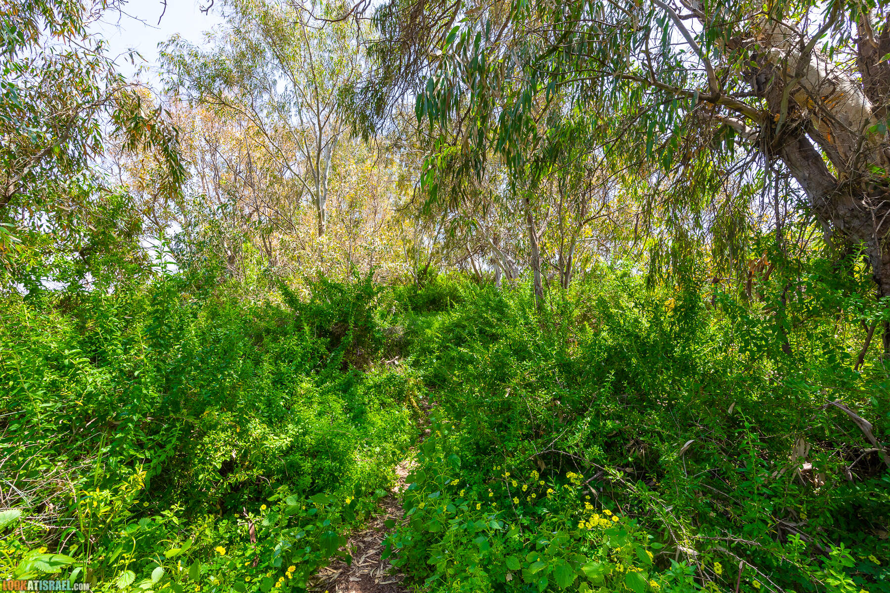 Прогулки с хвостом - маршрут для прогулки с собакой - Хоф а-Шарон