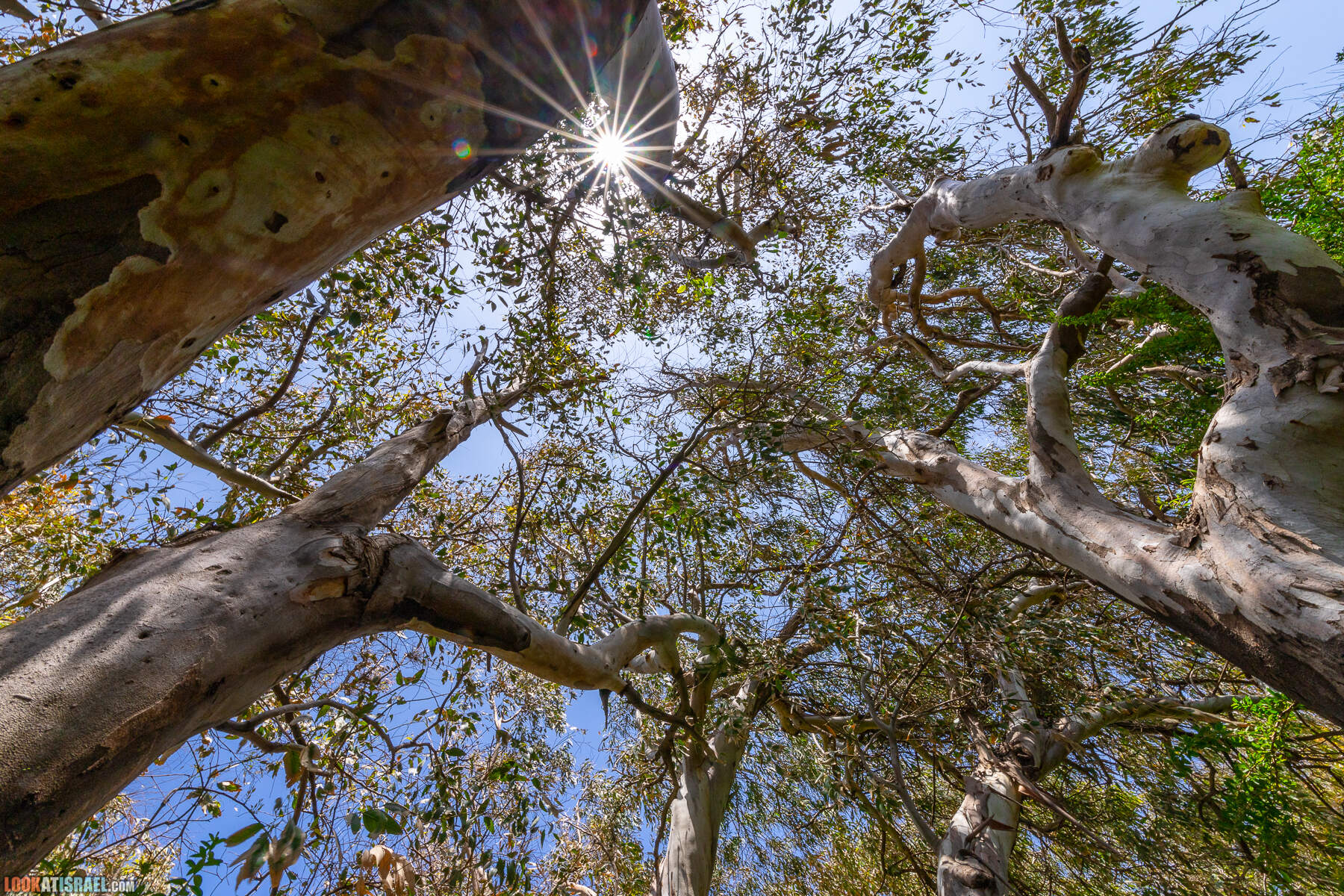 Прогулки с хвостом - маршрут для прогулки с собакой - Хоф а-Шарон